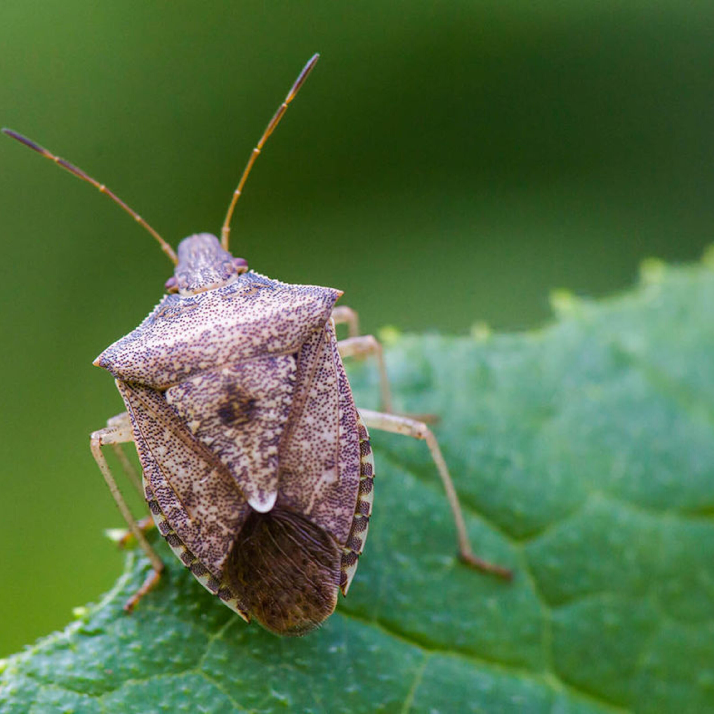 Doubts about the drought that kicked off our latest geological age, and a faceoff between stink bugs with samurai wasps