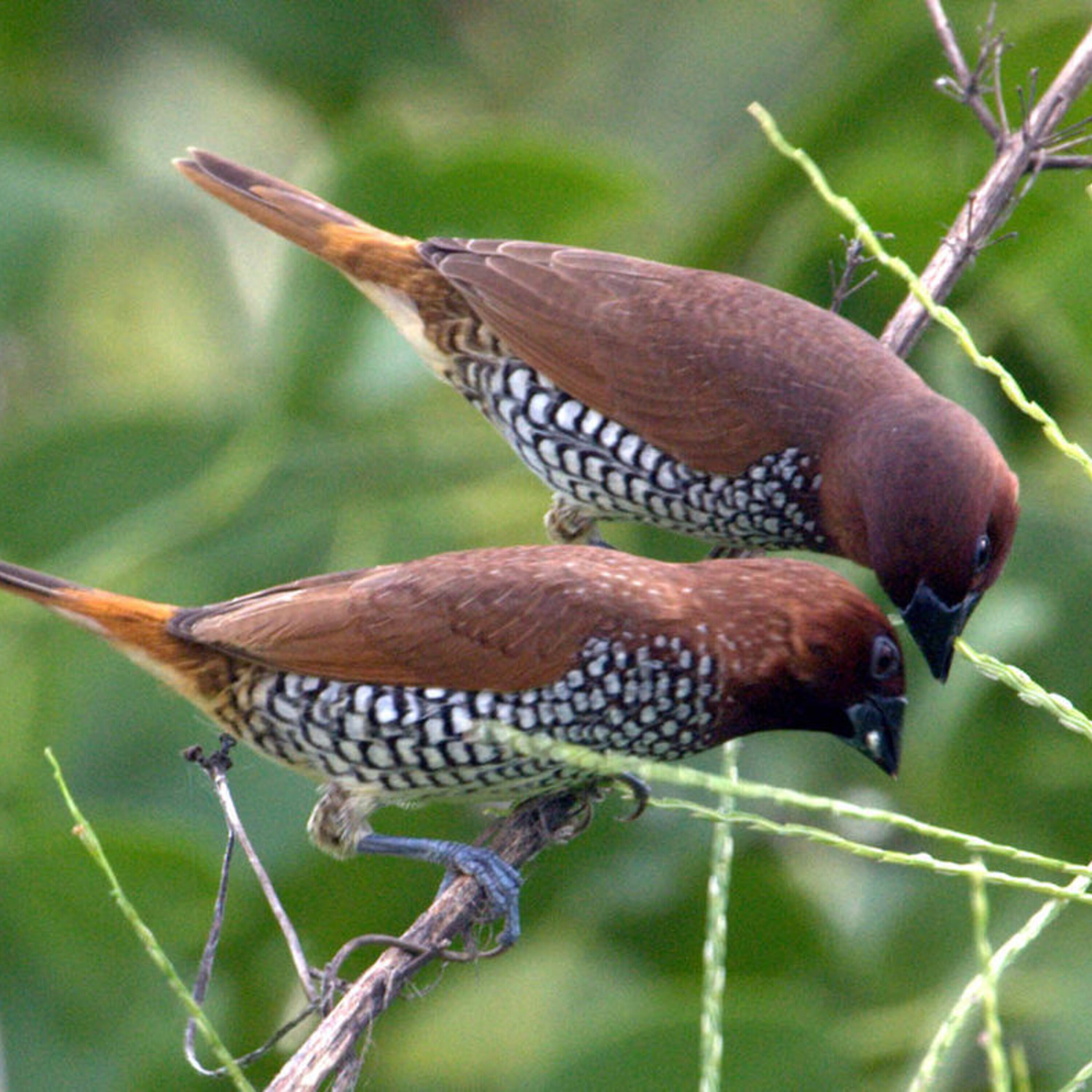 How our brains may have evolved for language, and clues to what makes us leaders—or followers