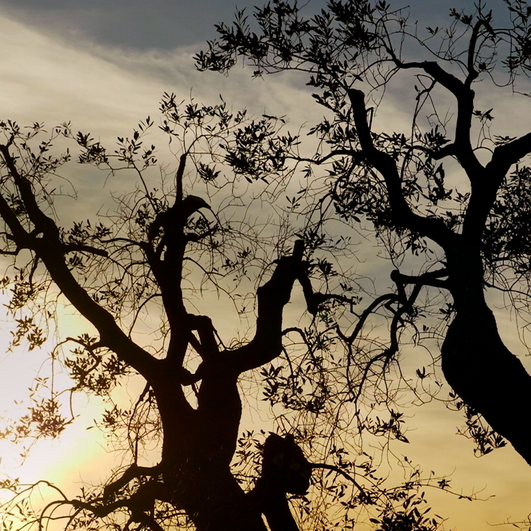 Xylella e olivi pugliesi, cosa sta succedendo?