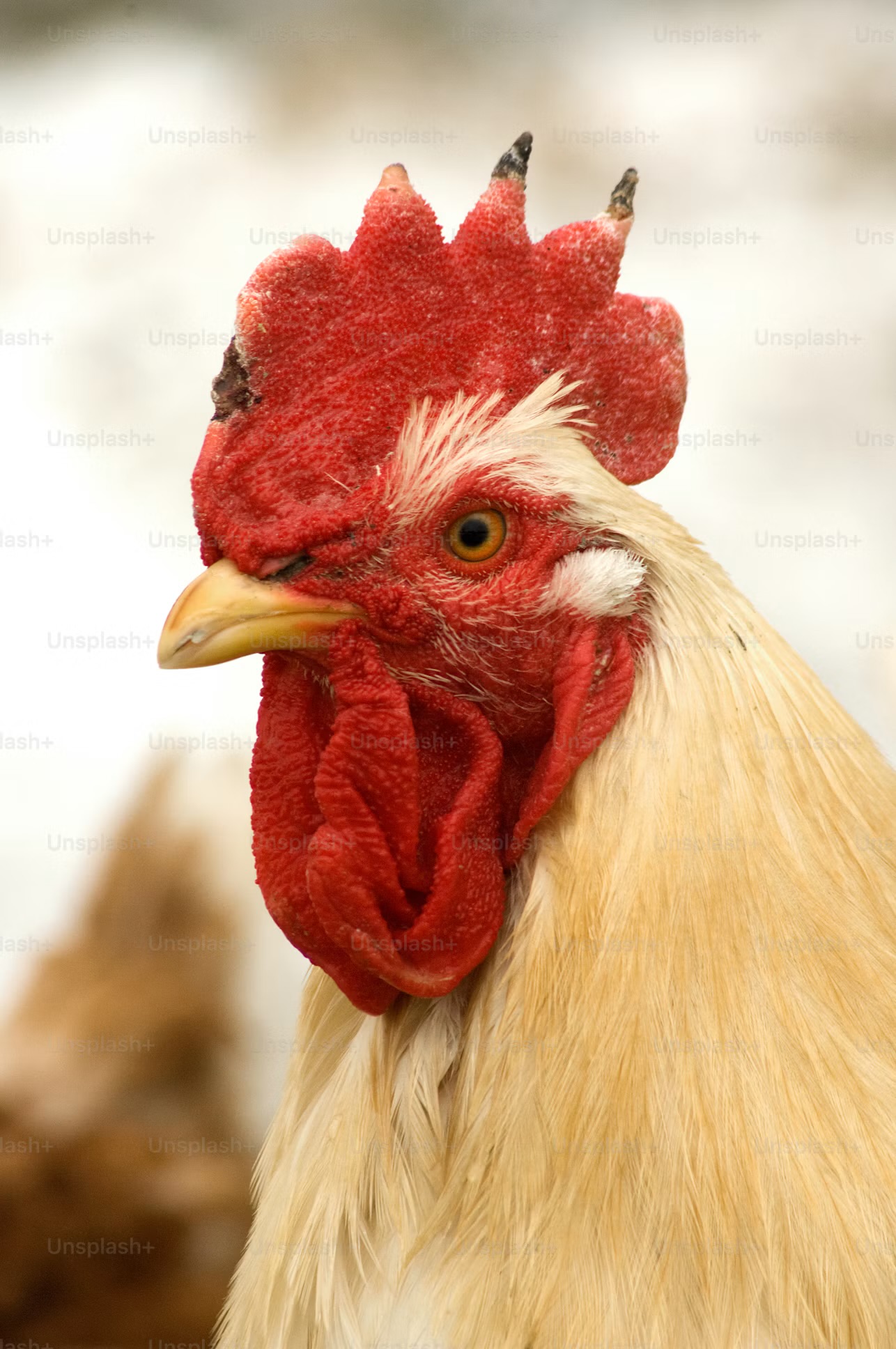 Ep.  493: Free Range Writing!