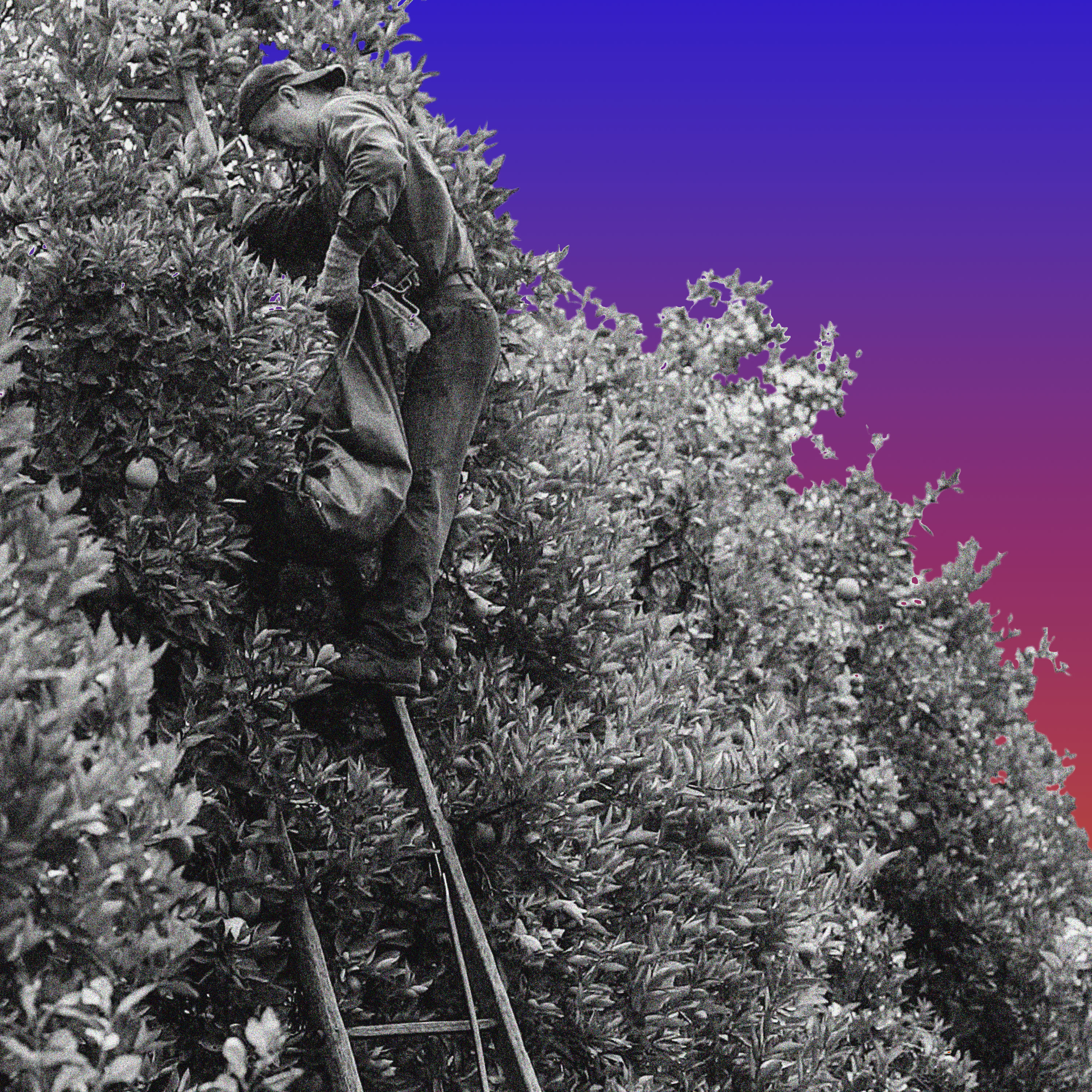 What Next | Trump’s Attack on Visas