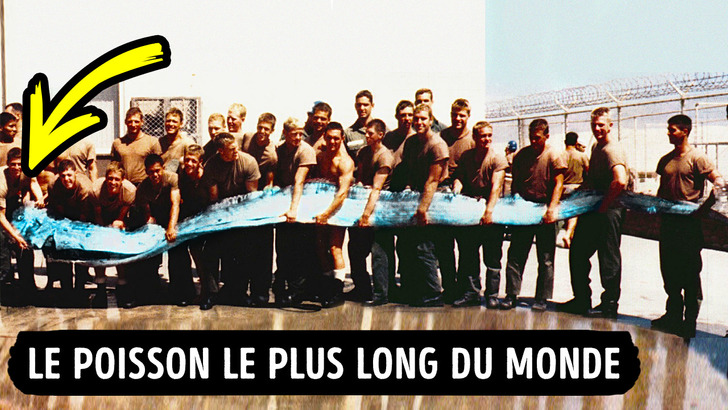 Ces 10 Créatures Des Profondeurs De La Mer Te Donneront Des Cauchemars