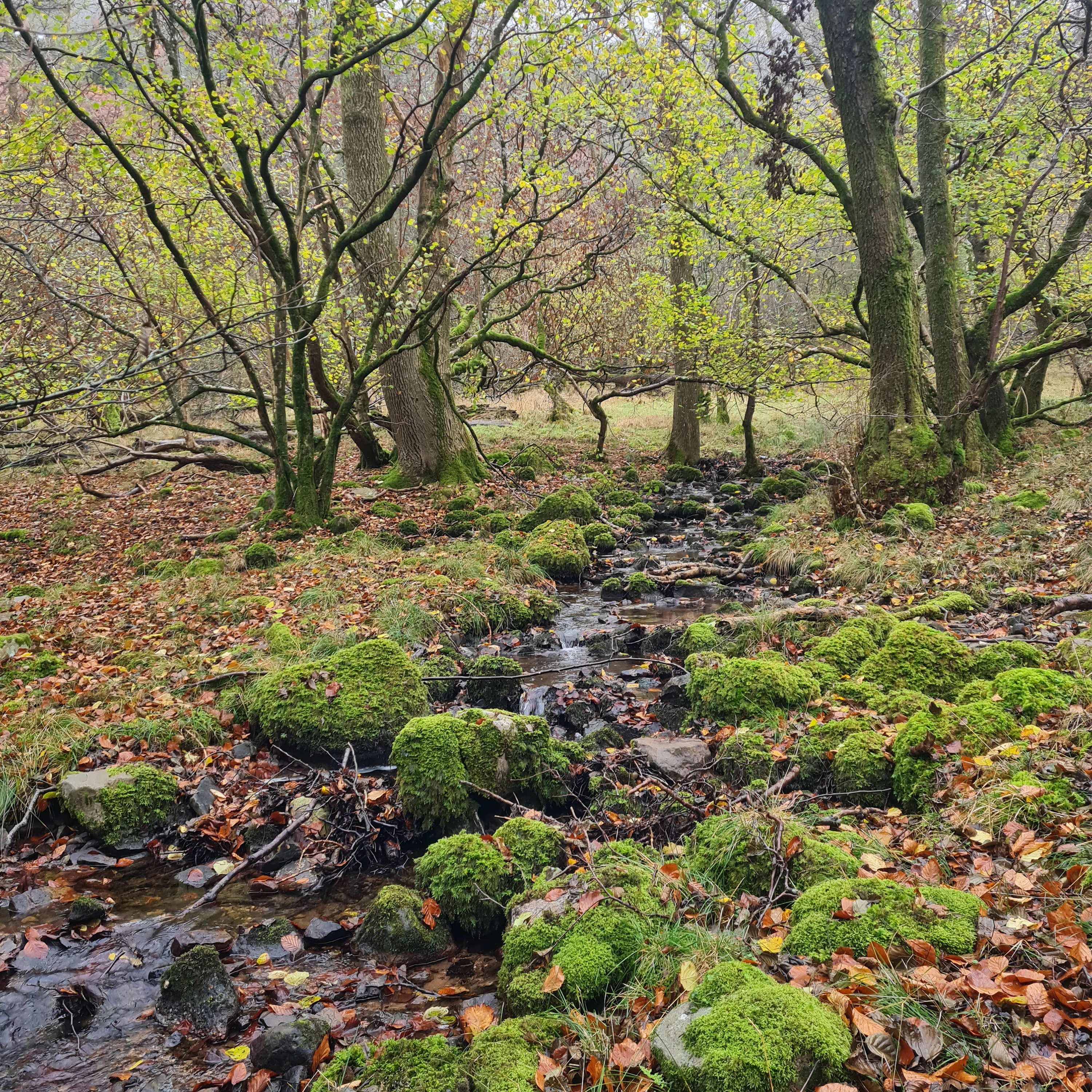 Sound Escape 200. Be enchanted by the song of a Christmas stream