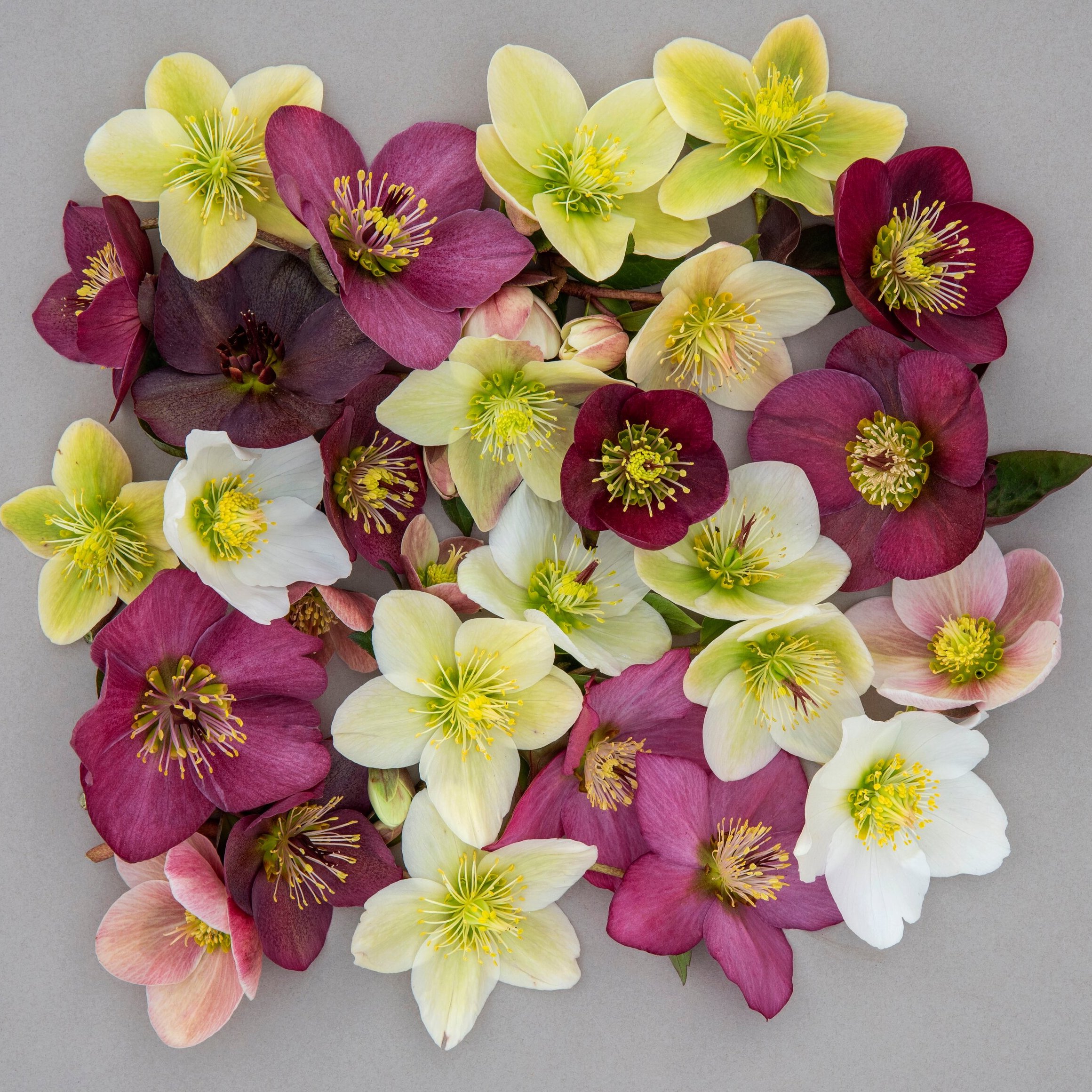 Gardening with the RHS