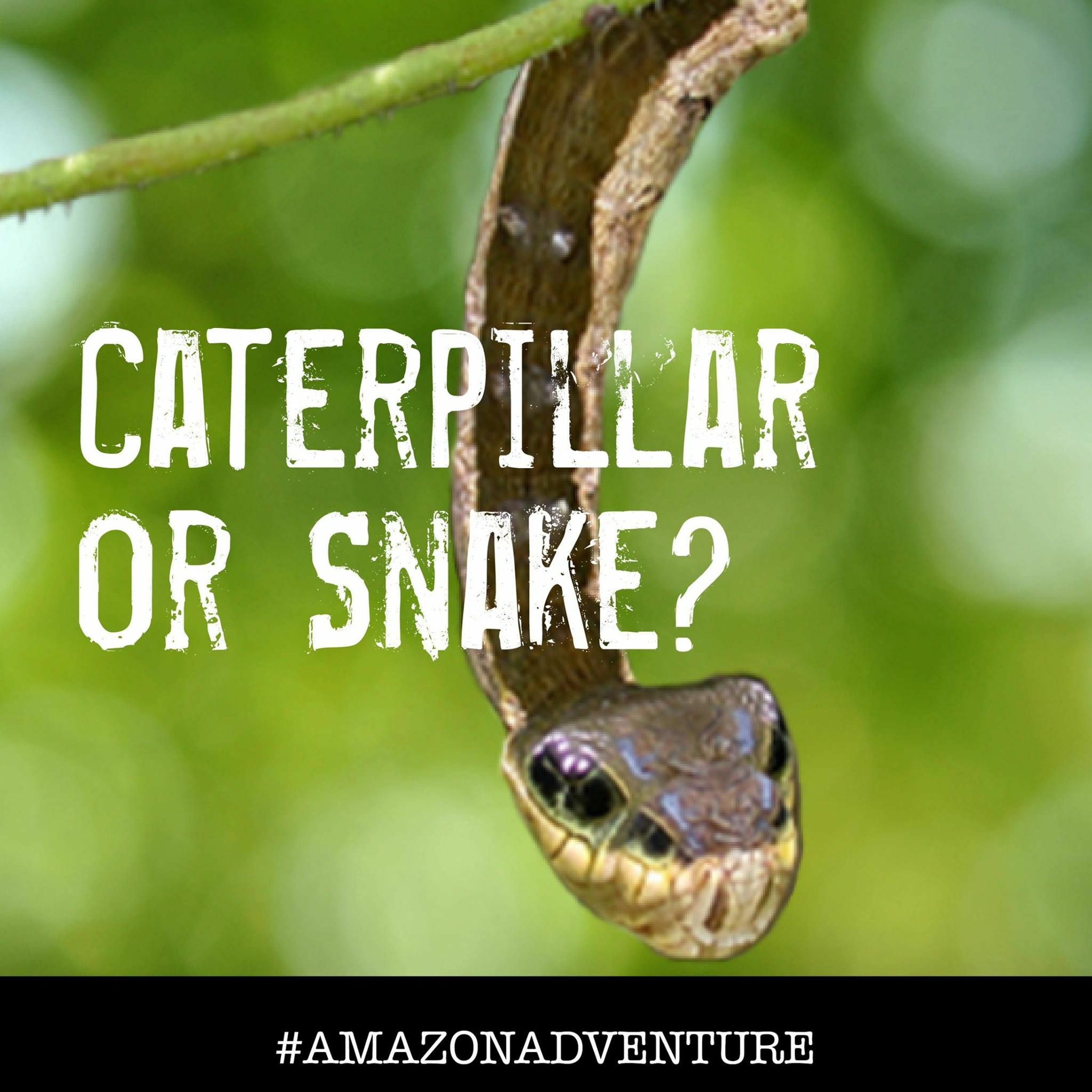 Amazon Adventure with Wendy MacKeigan & Dr  Robert Reed - What She Said Interview