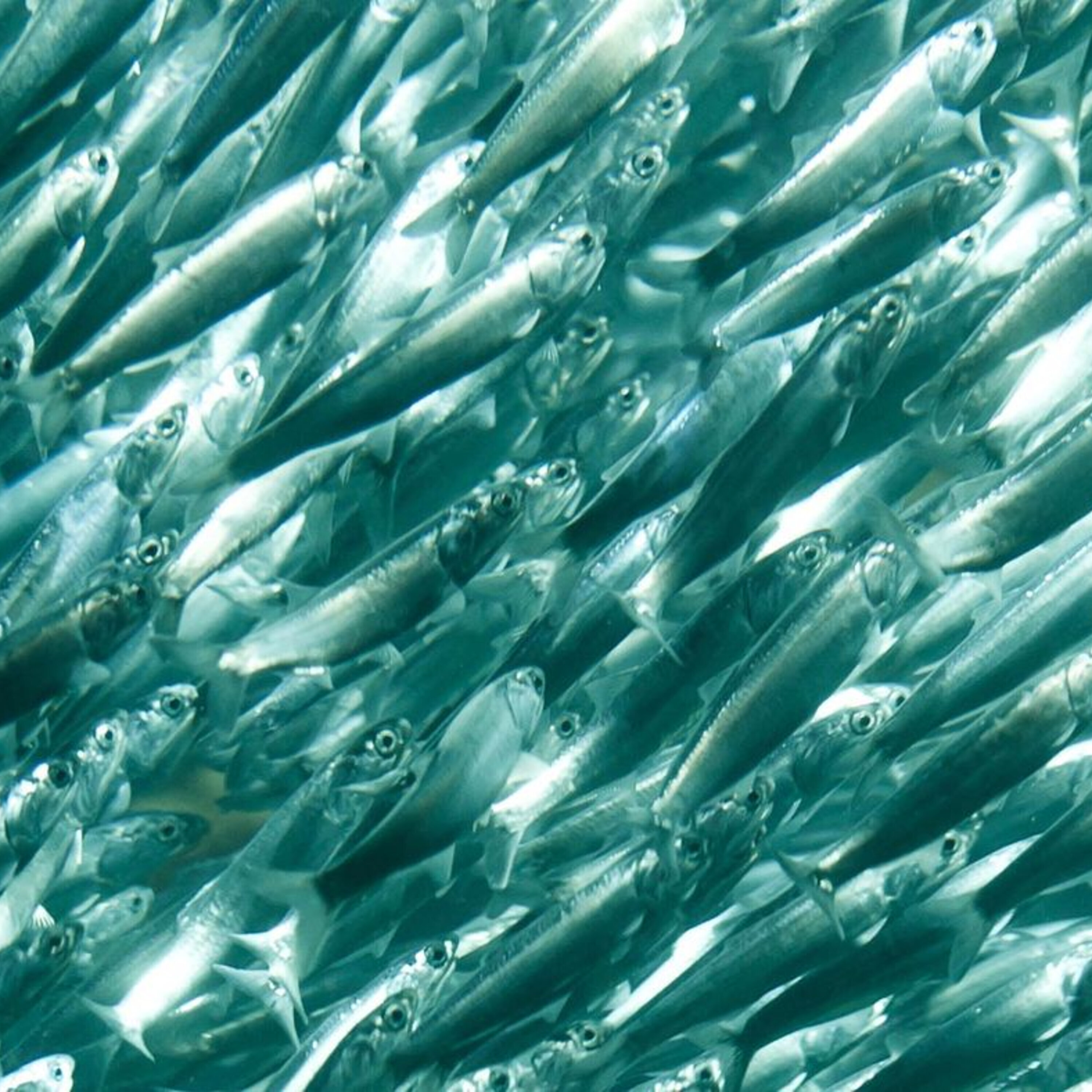 Science books for summer, and a blood test for predicting preterm birth