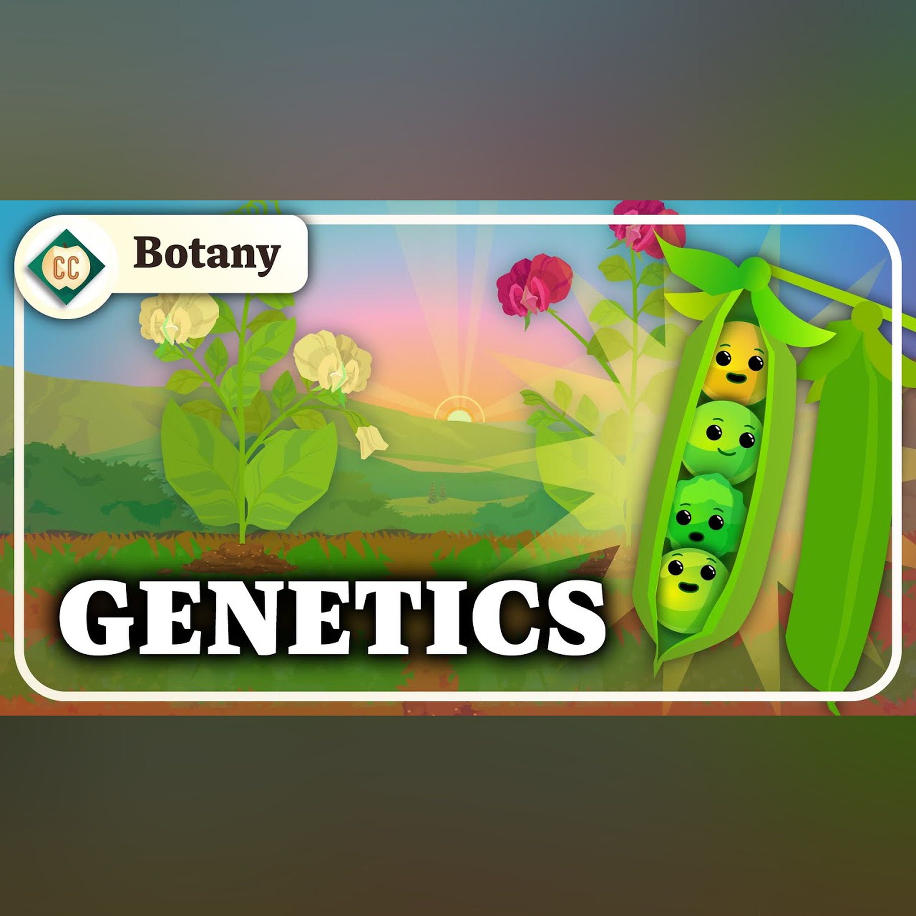 What Do Pea Plants Have To Do With Your Eye Color? (Mendelian Genetics): Crash Course Botany #10