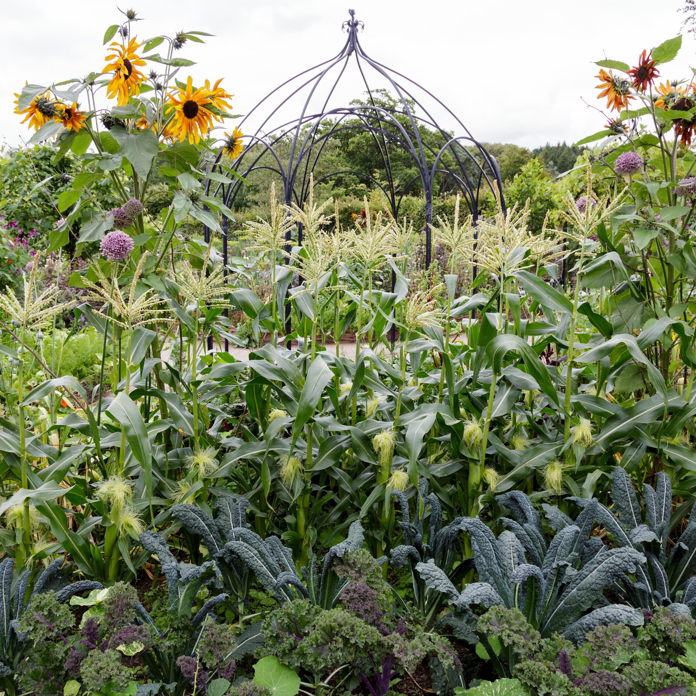 Early Spring in the Garden: Edibles, Nettles, and Petals!
