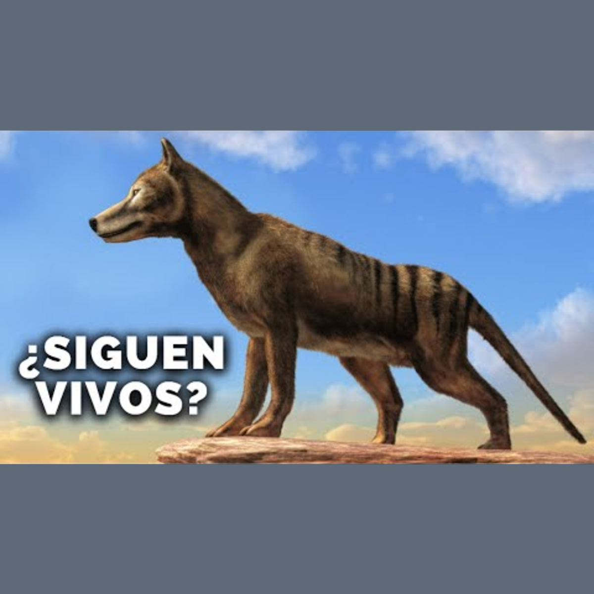 Animalogic En Español