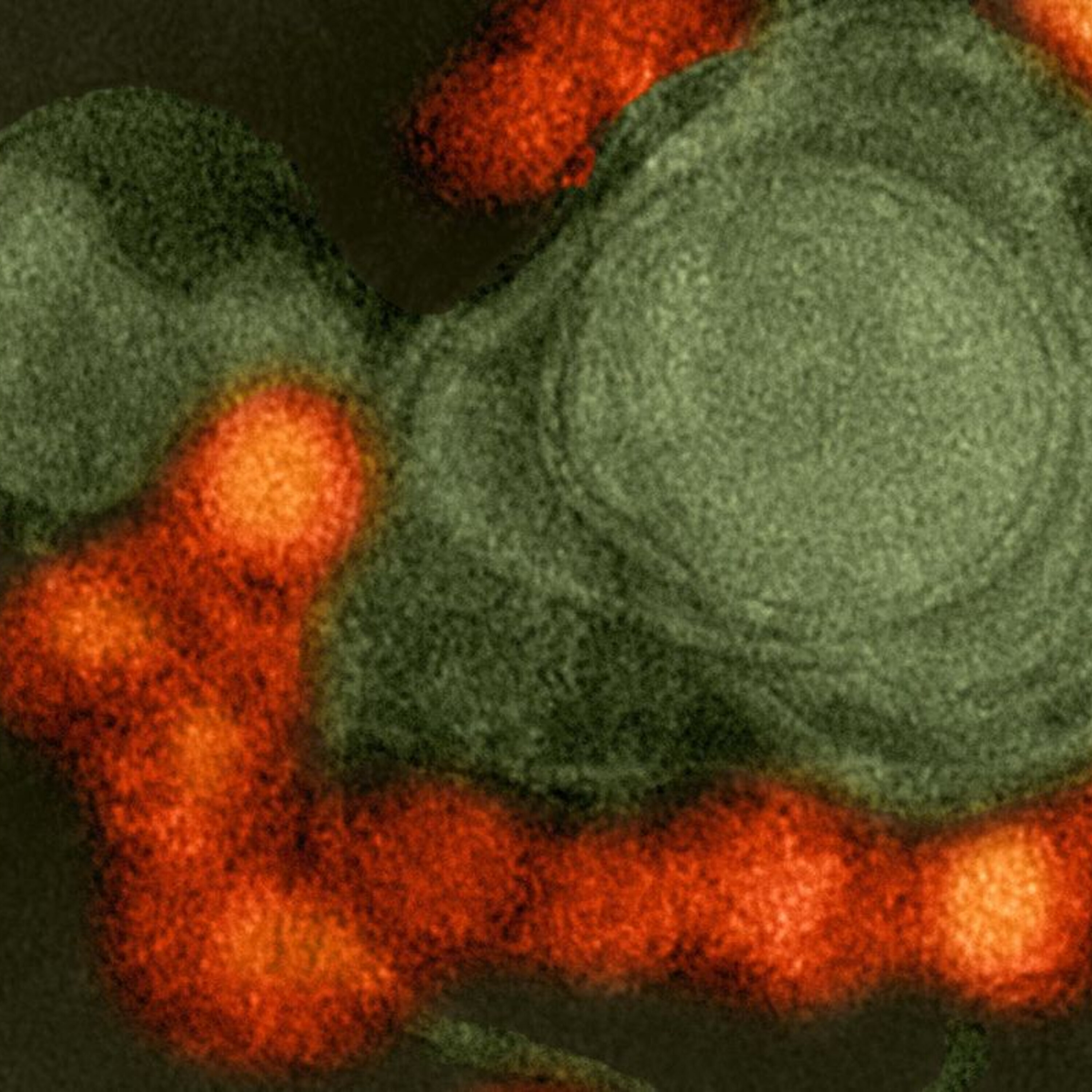 Sketching suspects with DNA, and using light to find Zika-infected mosquitoes