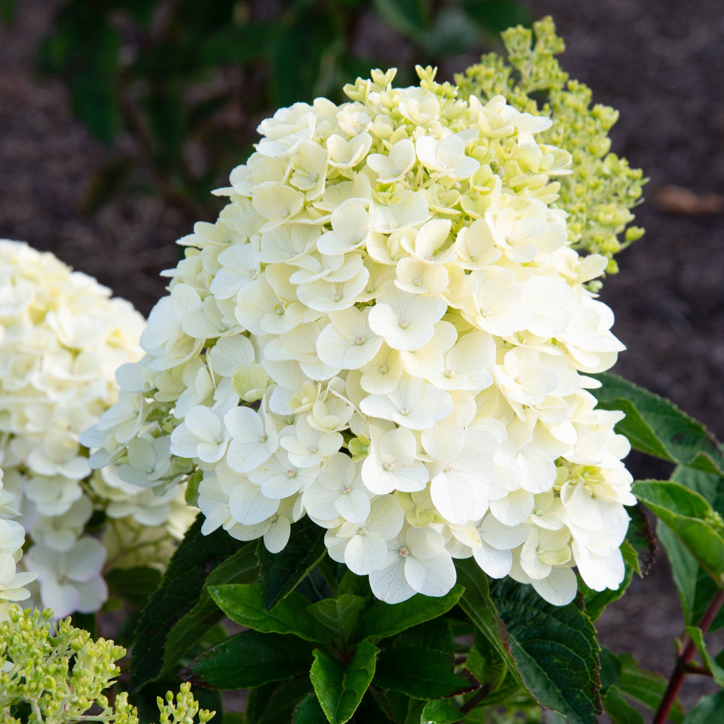 Tasty Toms, Hydrangeas & Bokashi
