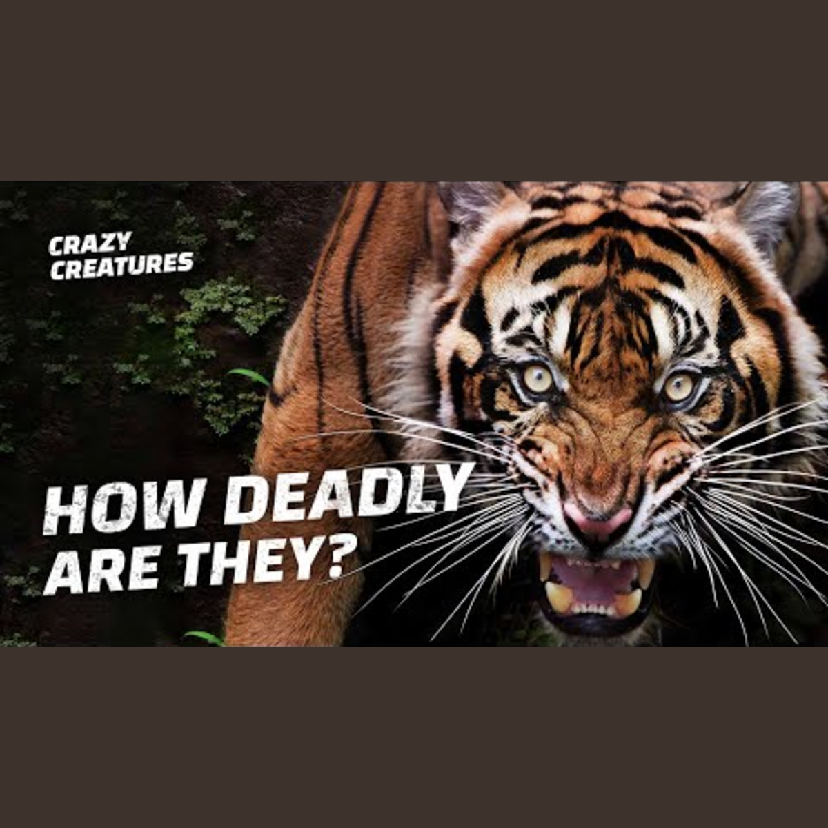 Dangerous Animals You Should Avoid in Real Life episode artwork