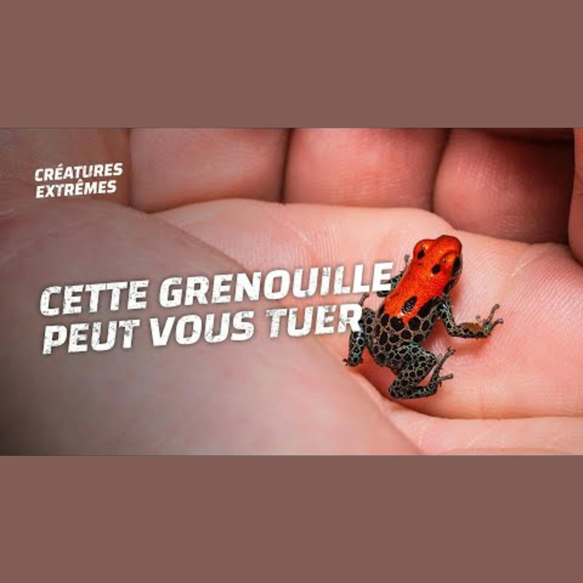 Cette grenouille est une arme Cette grenouille est une arme