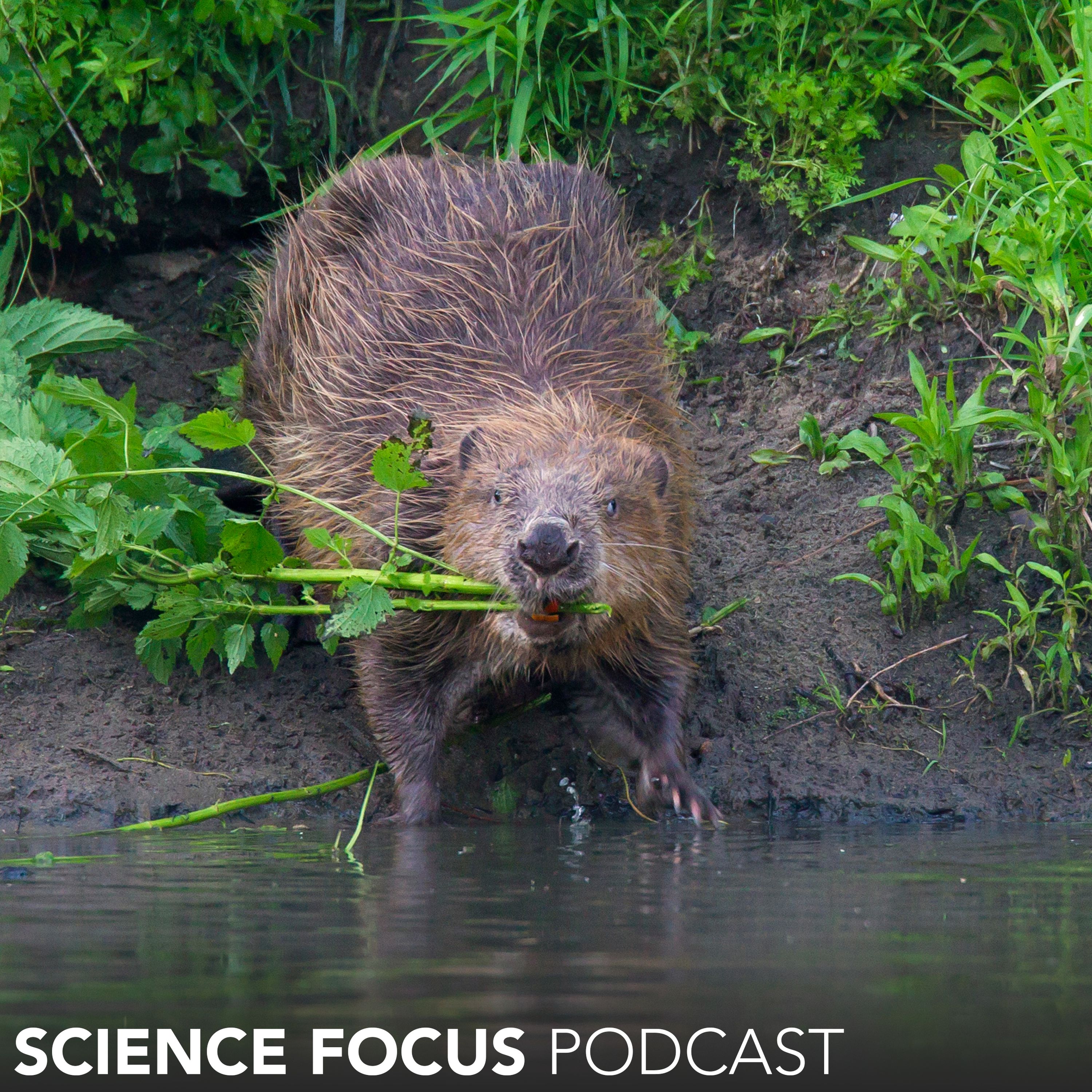 Could leaving nature to its own devices be the key to meeting the UK’s climate goals? - Mark Lynas