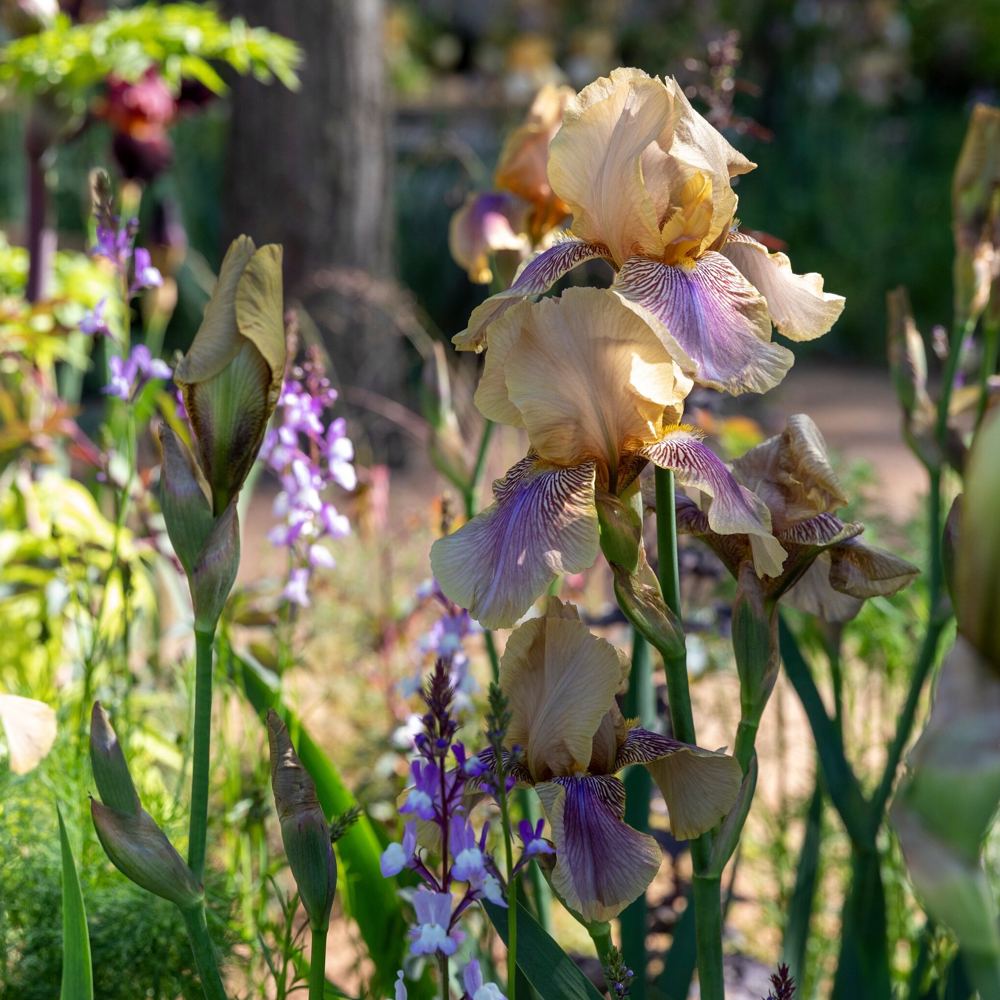 How to be a Hoverfly Hero