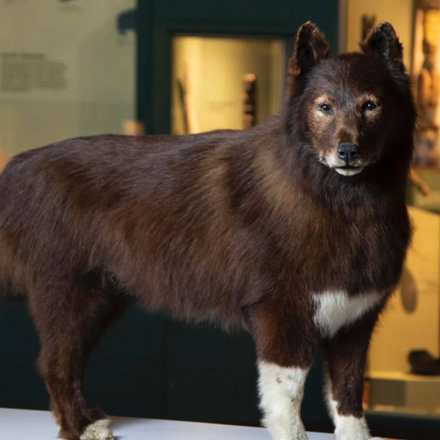 The Scrappy Sled Dog That Captivated Our Nation episode artwork