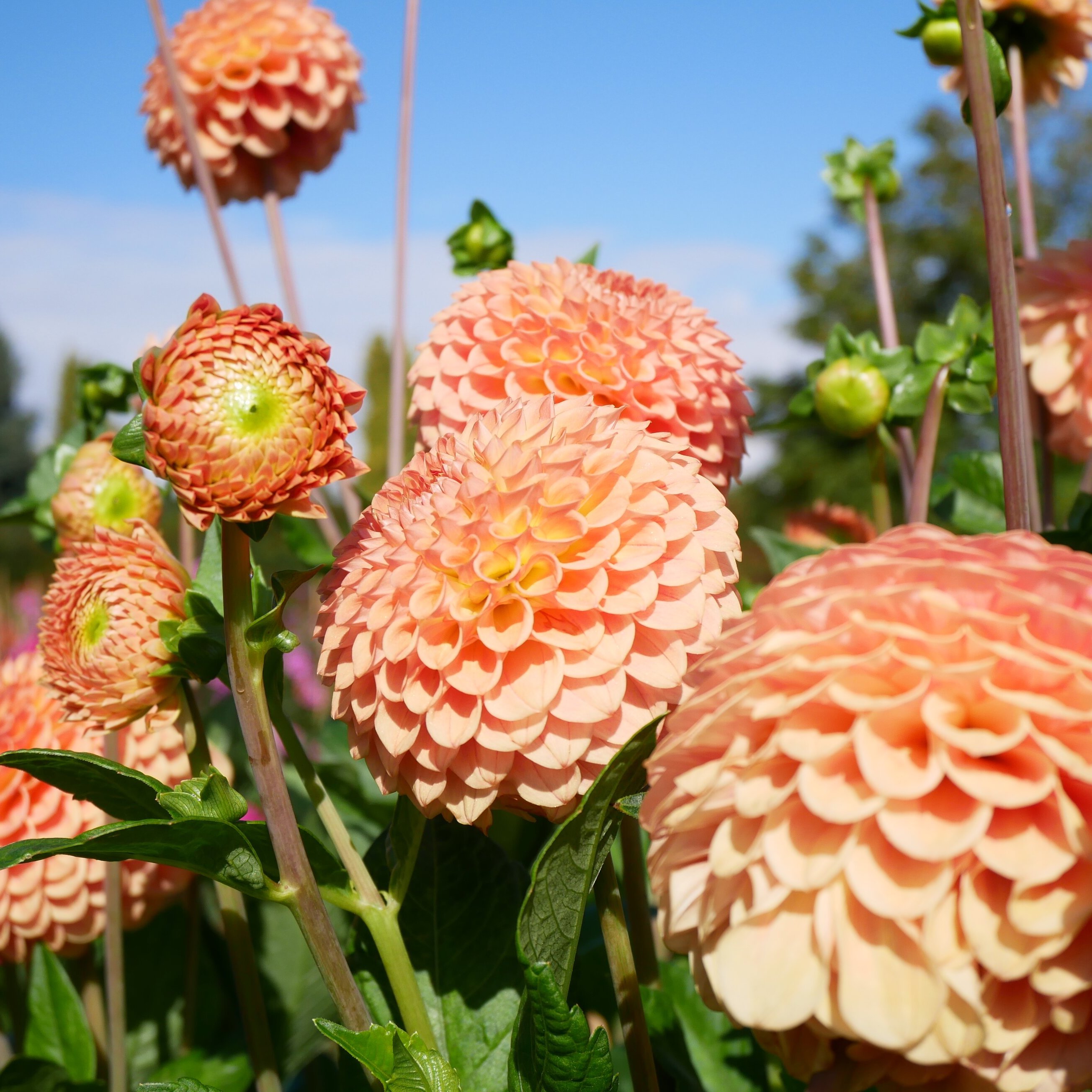 The Gardener’s April Checklist: Spuds and Summer Bulbs