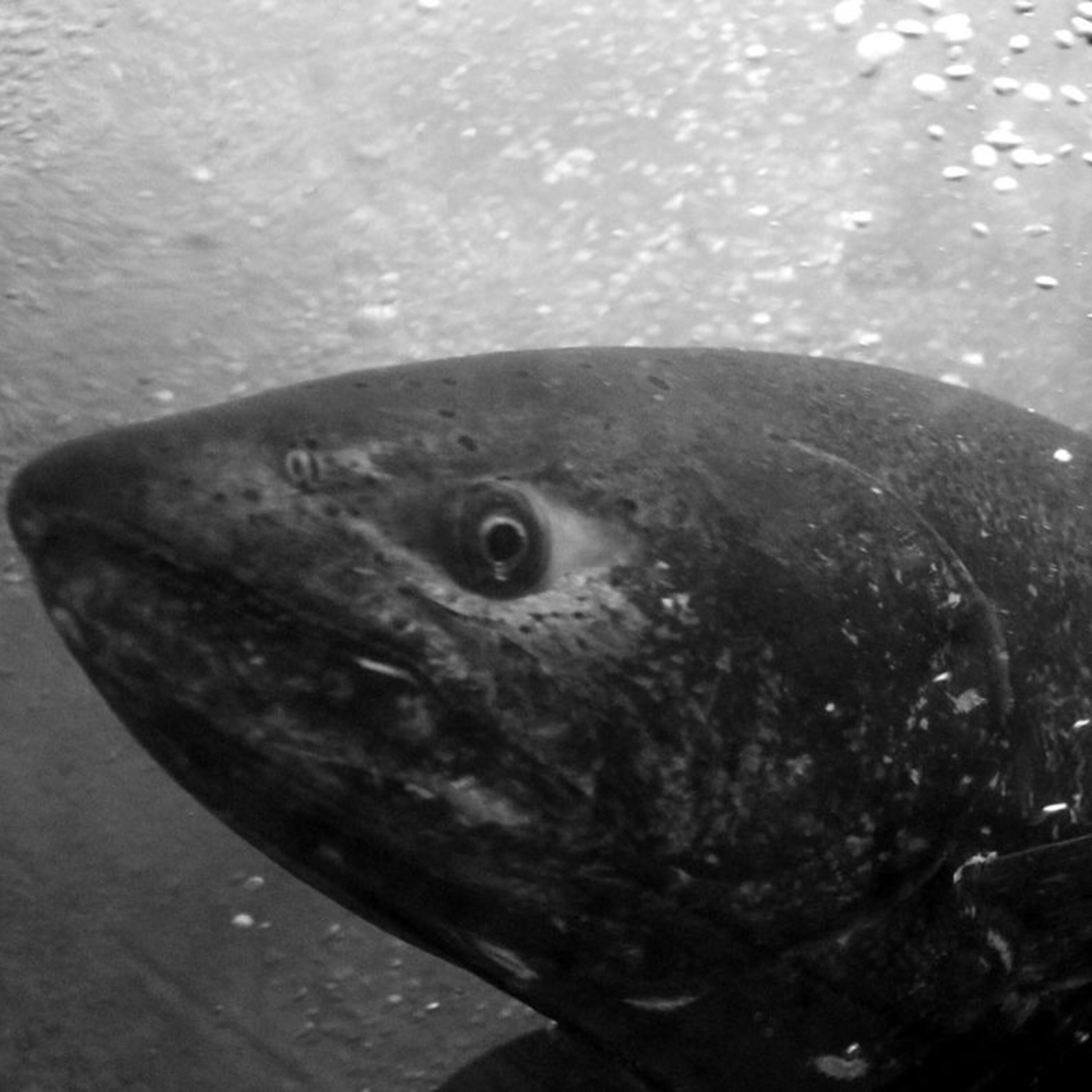 Ancient DNA is helping find the first horse tamers, and a single gene is spawning a fierce debate in salmon conservation