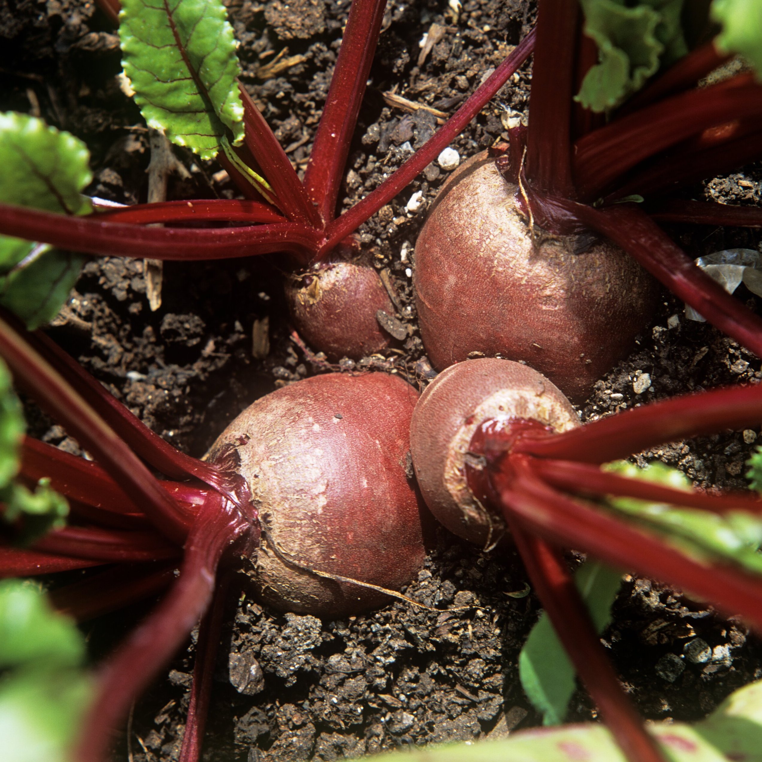 Spring in Full Swing