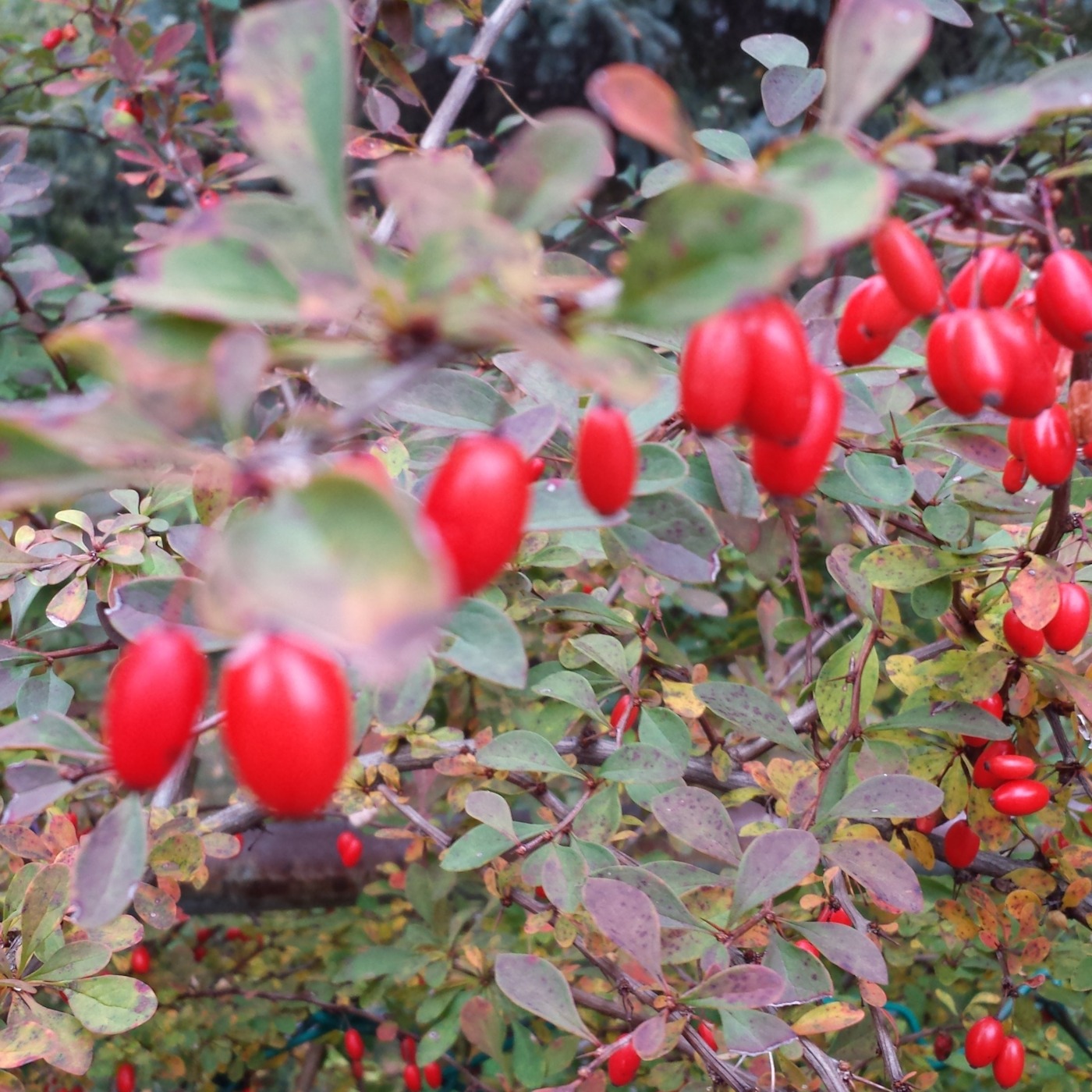 Troubadours and Raconteurs with E.W. Conundrum Demure - Conversation, Essays, Poetry & Music.