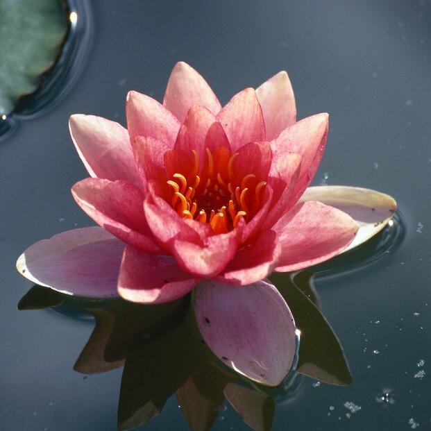 May Day, Welcoming in Warmer Weather