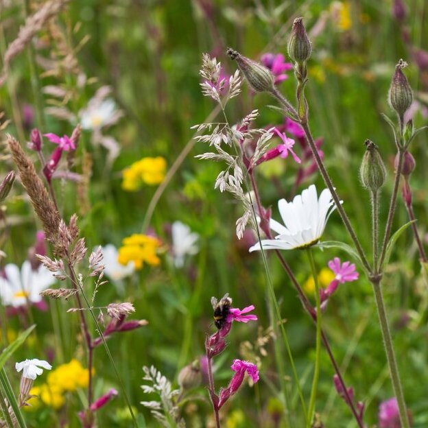 Plant Health Week - Get Your Garden Thriving
