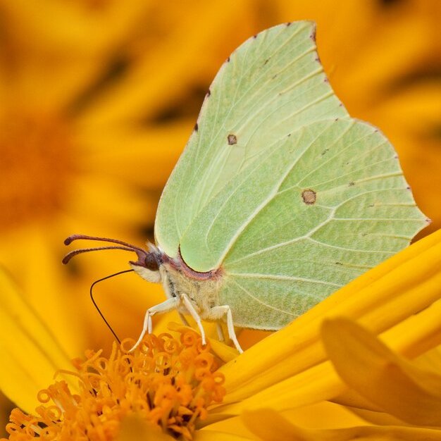 Moths, Meadows and Mischievous Mutts