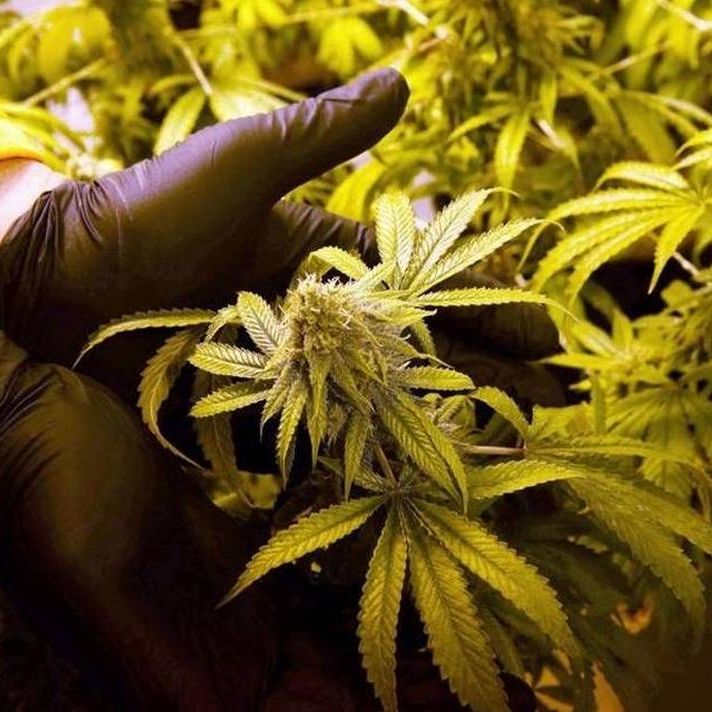 Pot boom leaves people of color behind