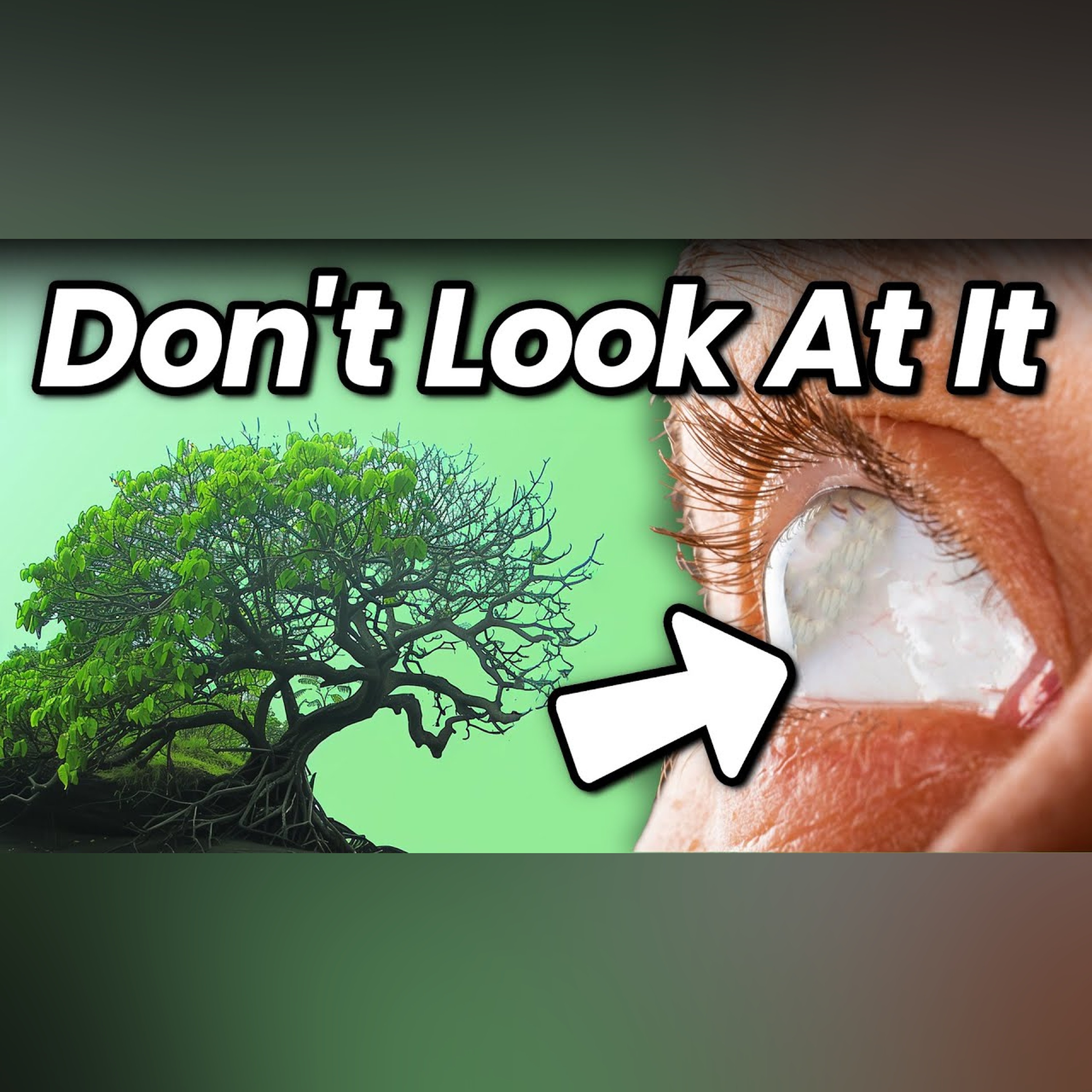 The Tree That Will Leave You Blind