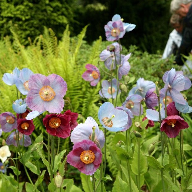 Big Blue Poppies and Easy Edibles