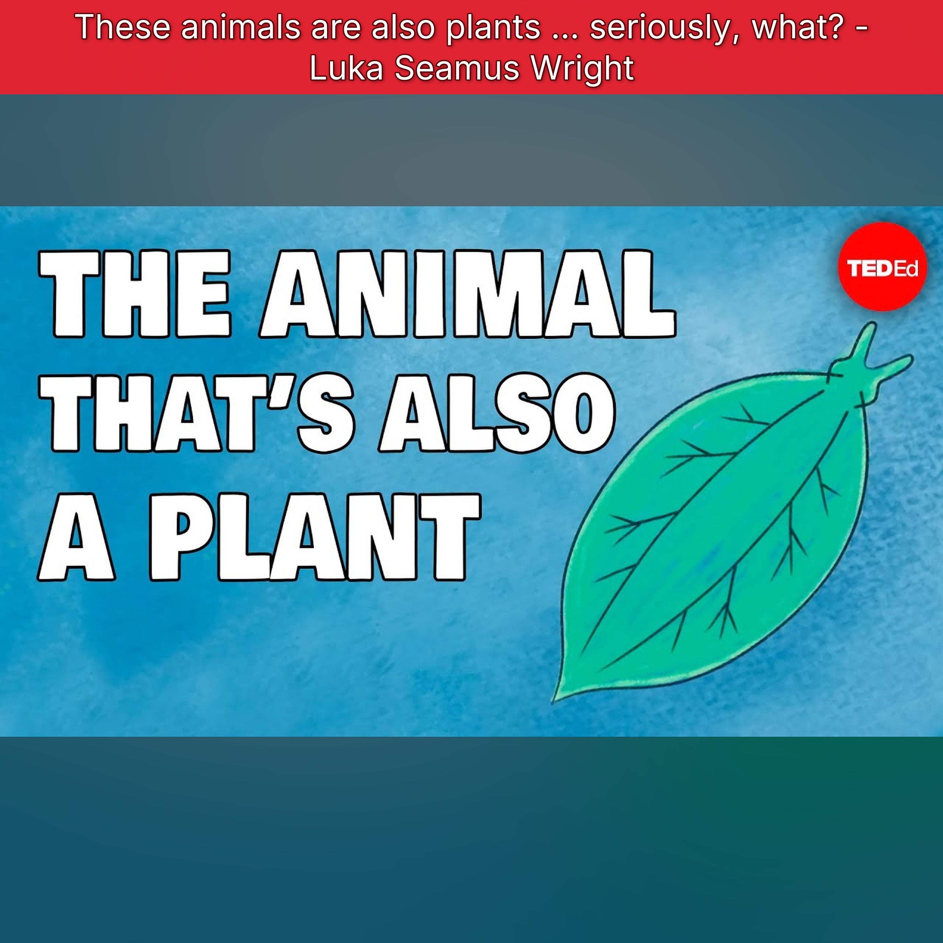 These animals are also plants … seriously, what? - Luka Seamus Wright episode artwork
