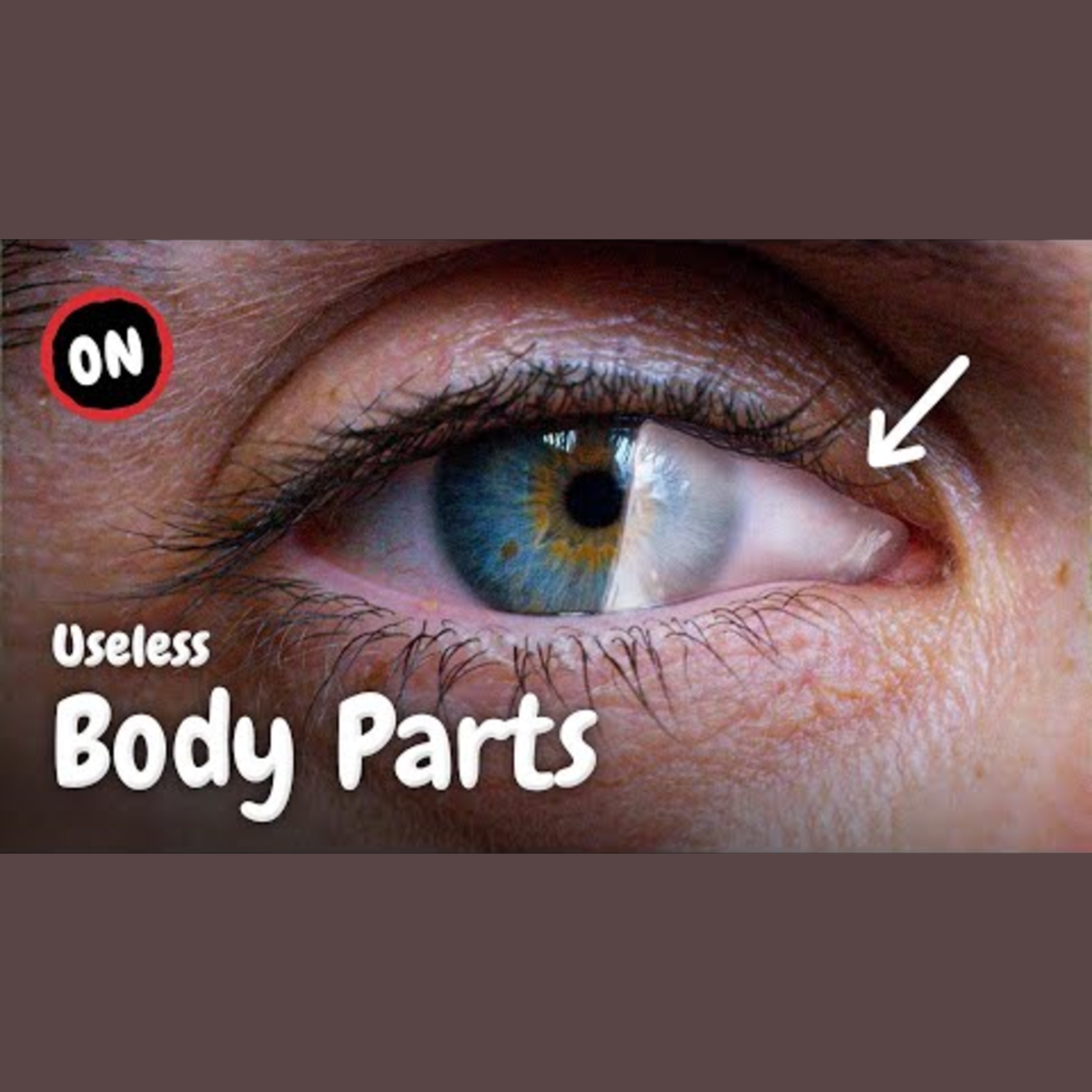 Why Our Bodies Retain Vestigial Parts episode artwork