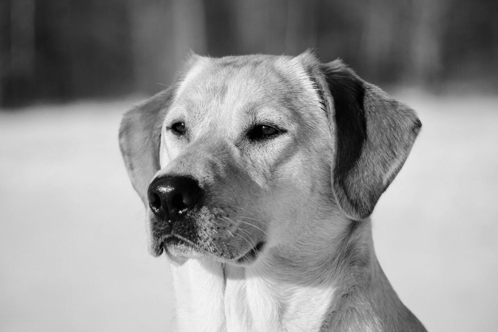 E 258. An All New Lone Duck E 258. An All New Lone Duck