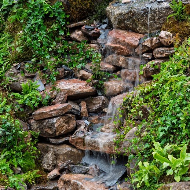 From Rainforests to Garden Borders: Nature’s Wild Edges