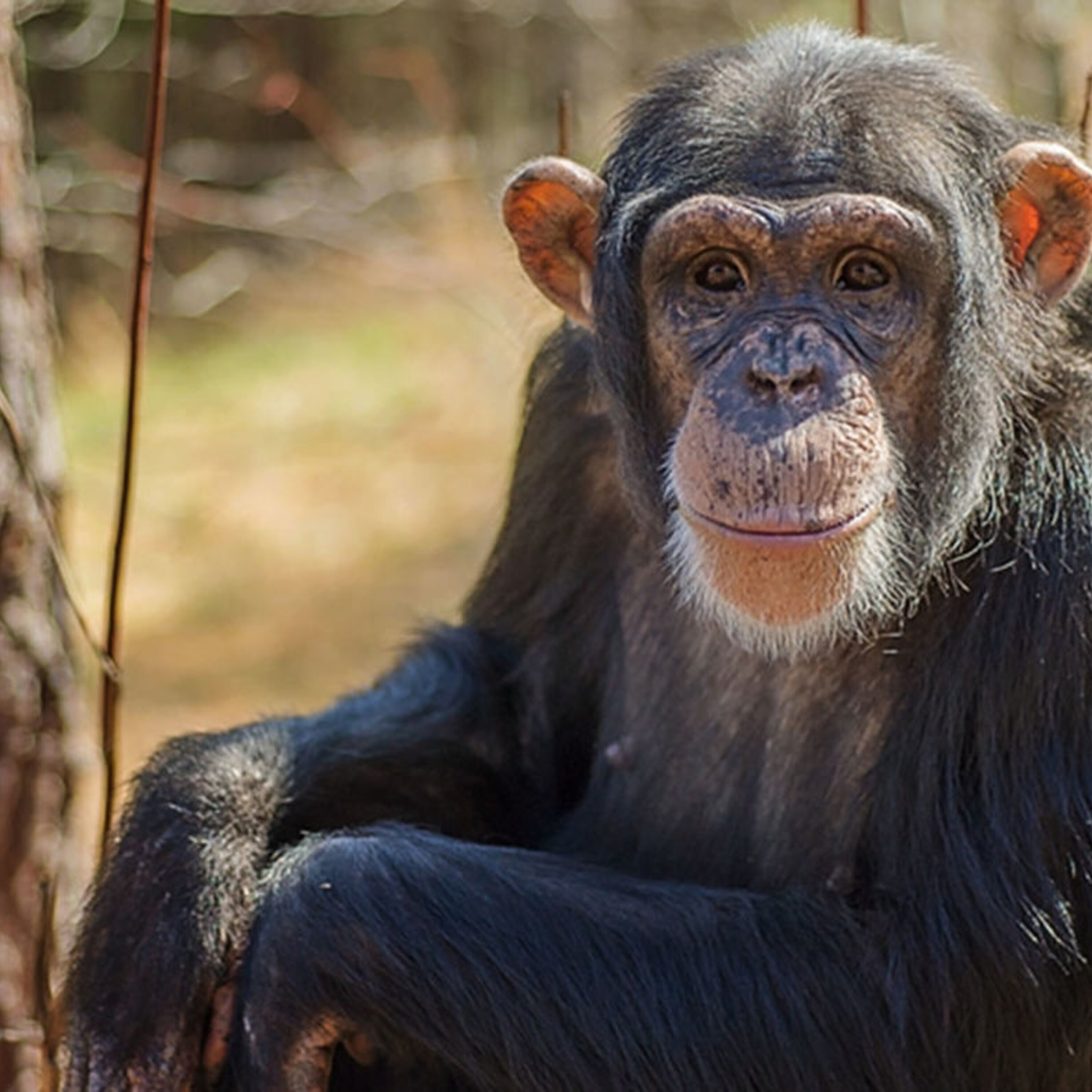 Chimpanzee retirement gains momentum, and x-ray ‘ghost images’ could cut radiation doses