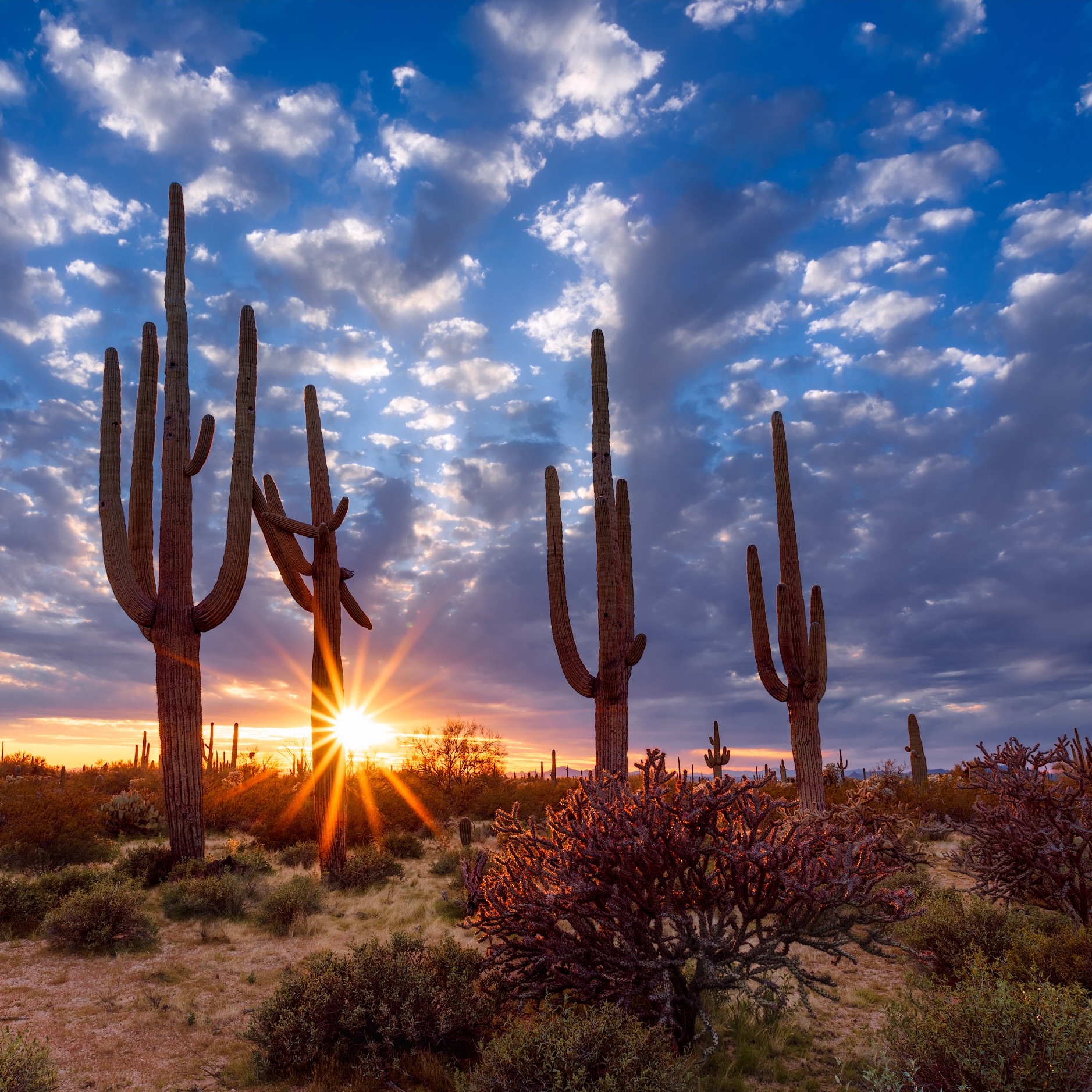 #144: Five Perfect Days in Saguaro NP and Southern Arizona
