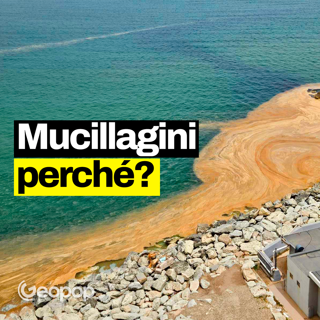 Le mucillagini non sono causate dall’inquinamento: approfondimento su cos’è e come si forma