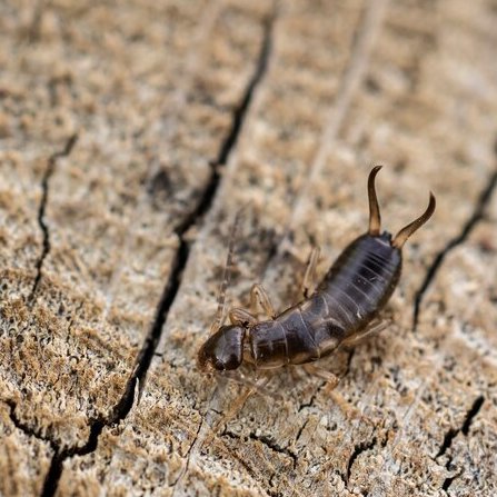 Aphids, Earwigs & Allies: Insect Week with the RHS
