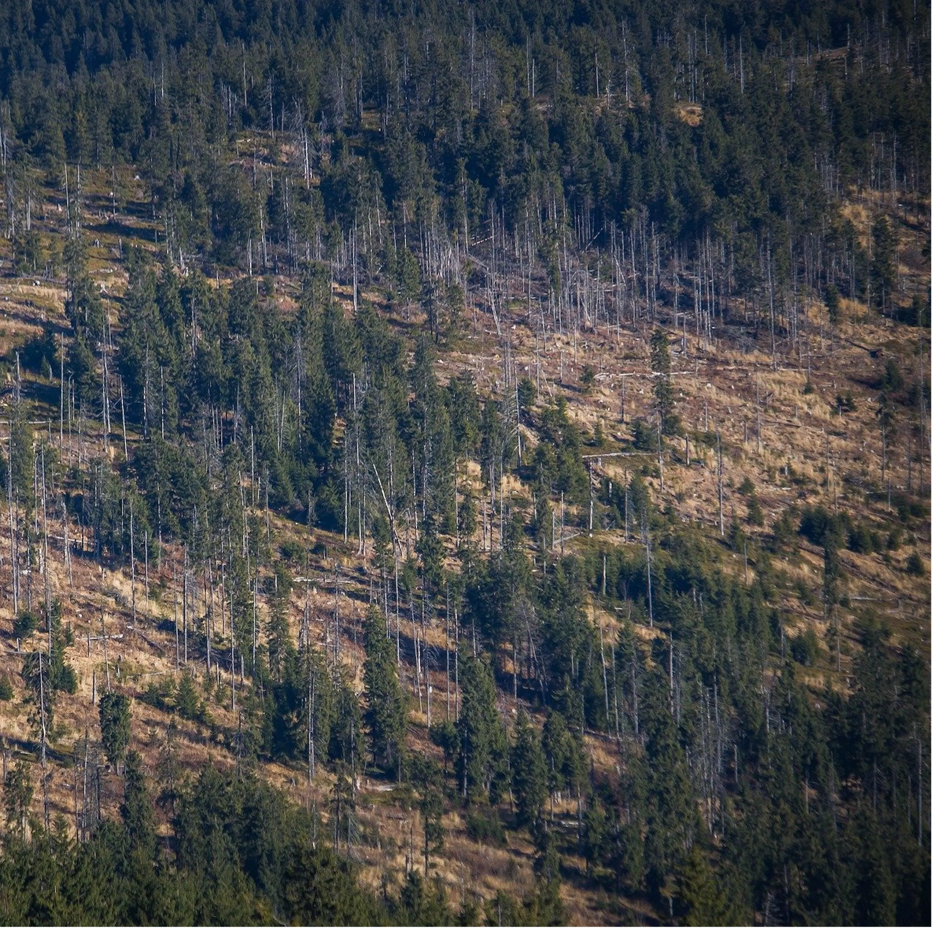 Qu'est-ce que la déforestation de l'Amazonie ?
