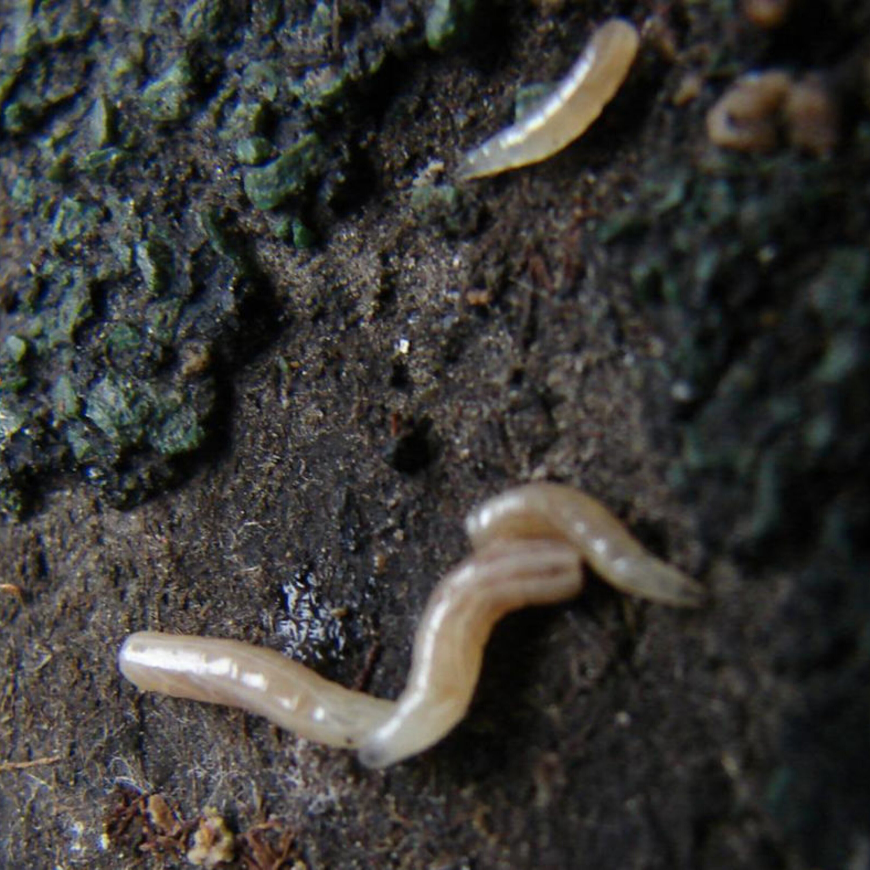 How humans survived an ancient volcanic winter and how disgust shapes ecosystems