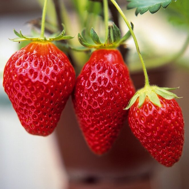 The Story of Strawberries