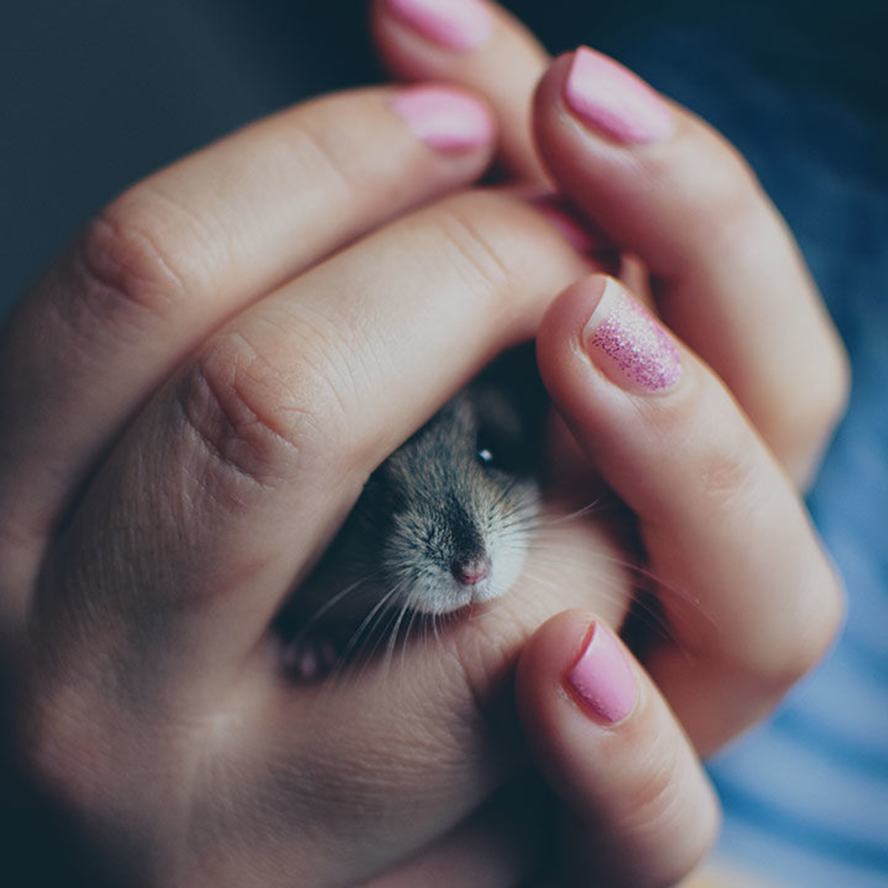 Animals that don’t need people to be domesticated; the astonishing spread of false news; and links between gender, sexual orientation, and speech