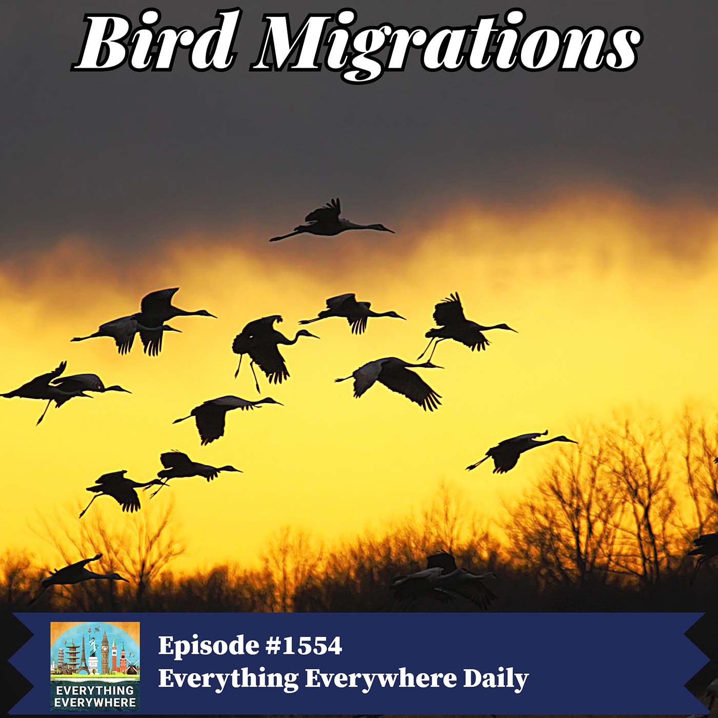 Bird Migrations