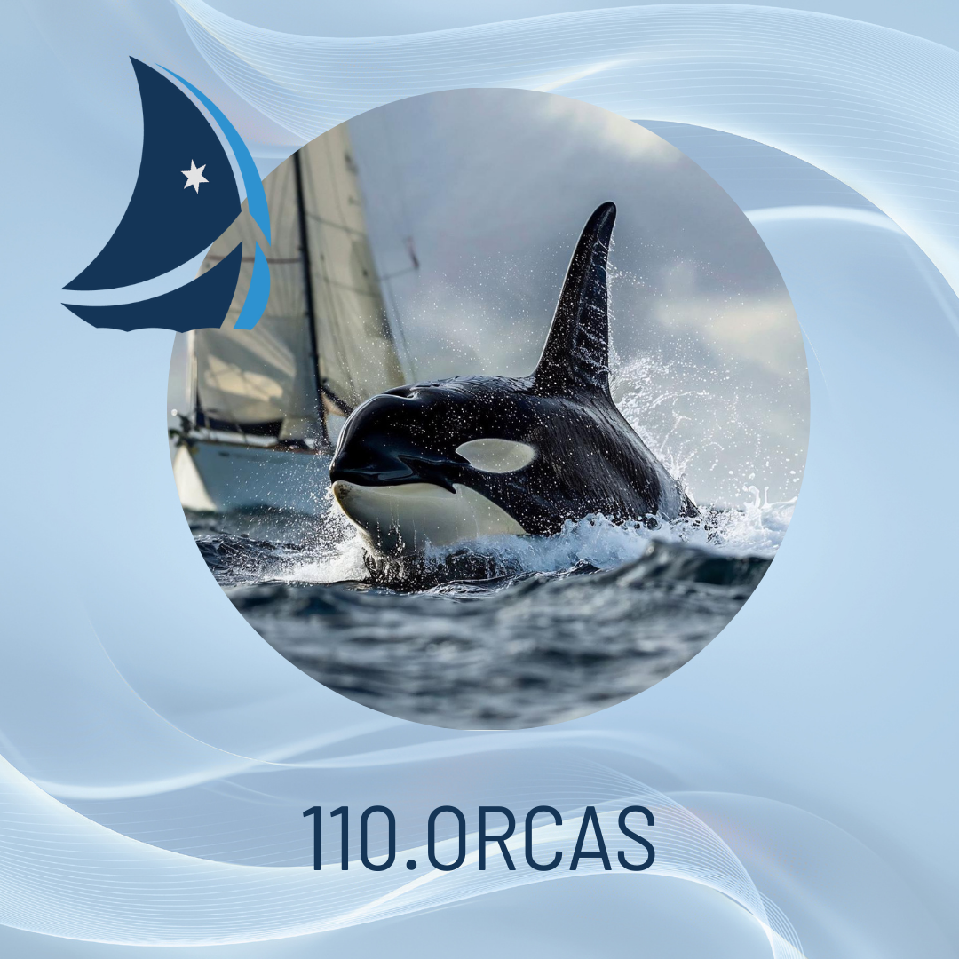 110. Orcas. Encuentros que no parecen tener fin.