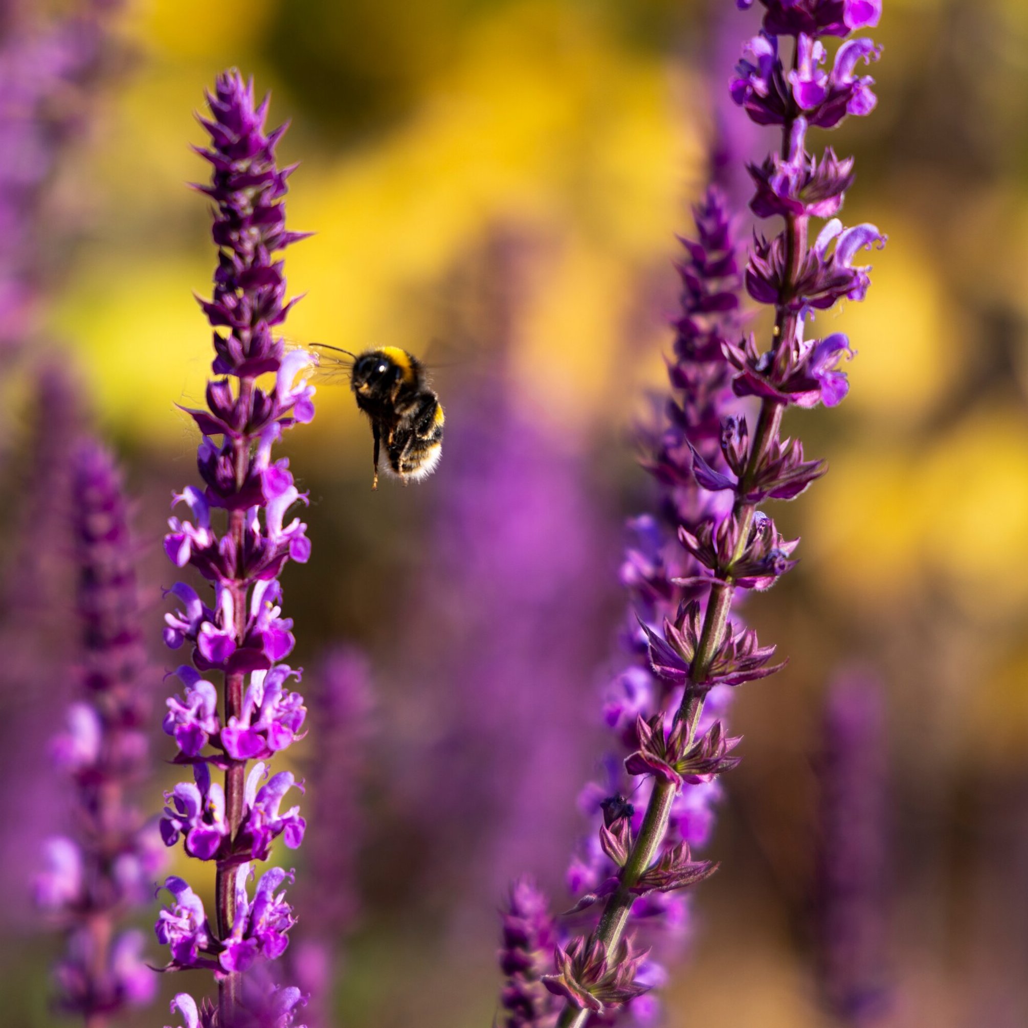 Plants for Pollinators