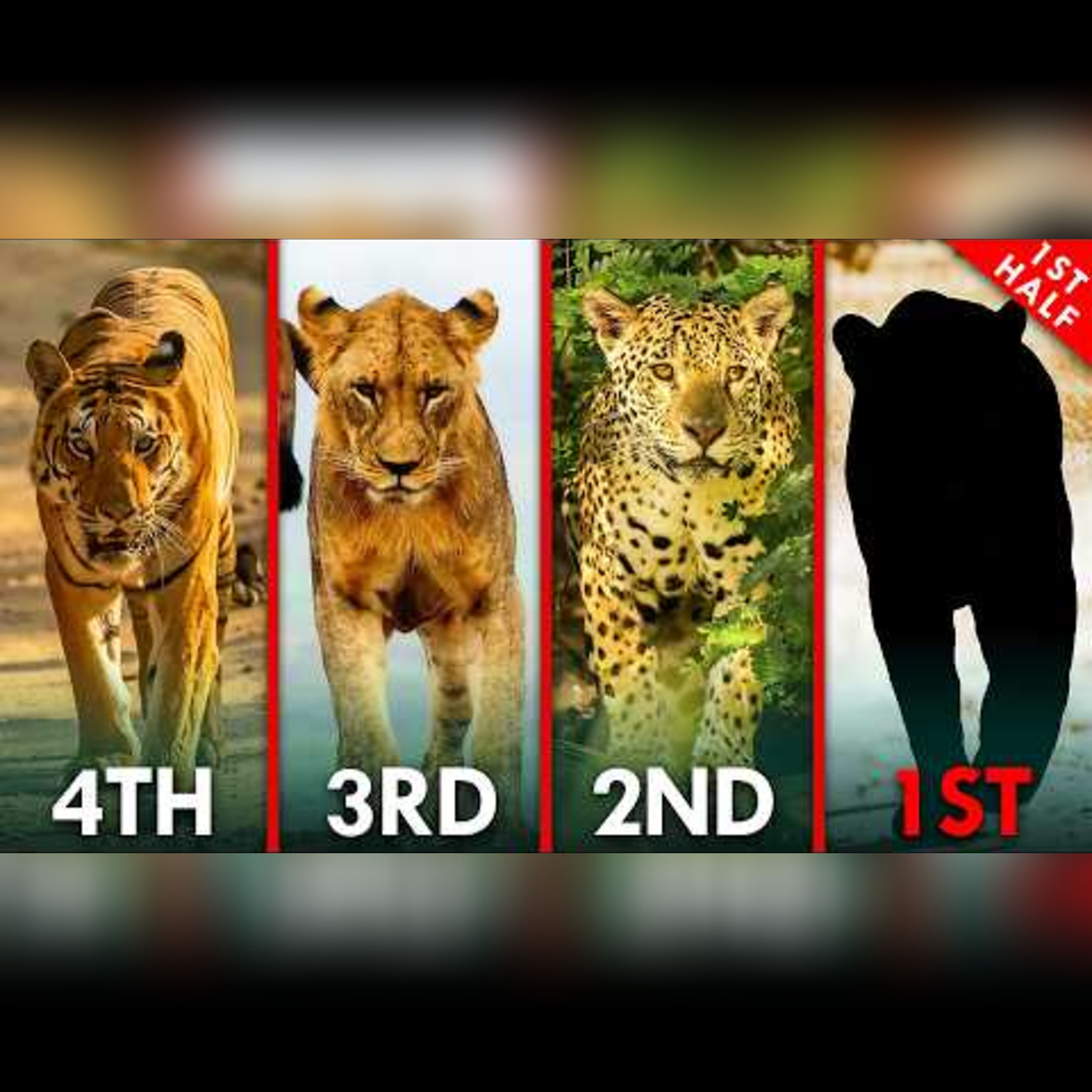 The Cat World Cup: 40 Competitors, 1 Winner episode artwork
