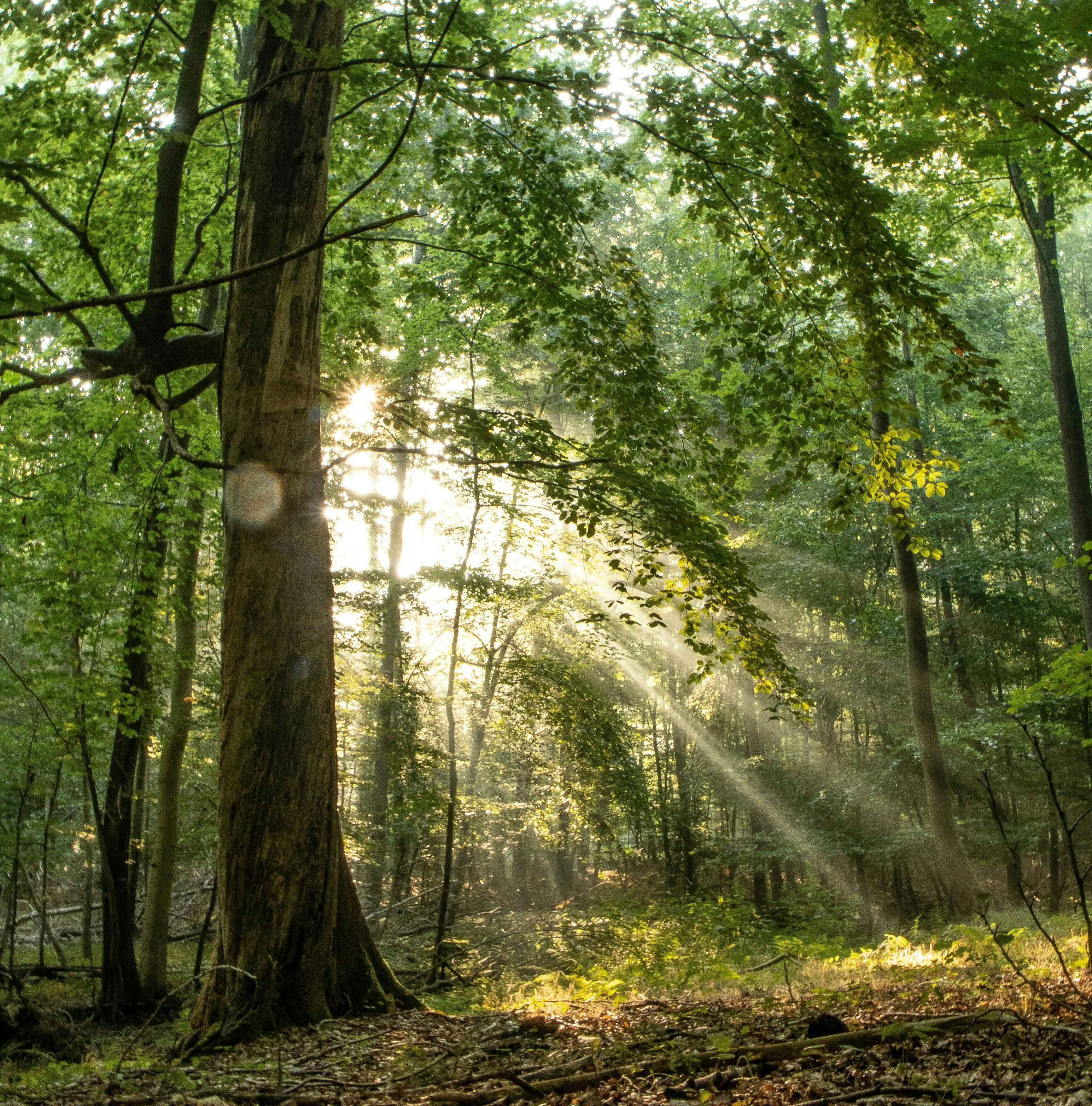 Forest in the Morning: 8-Hour Nature Symphony for Relaxation and Inspiration