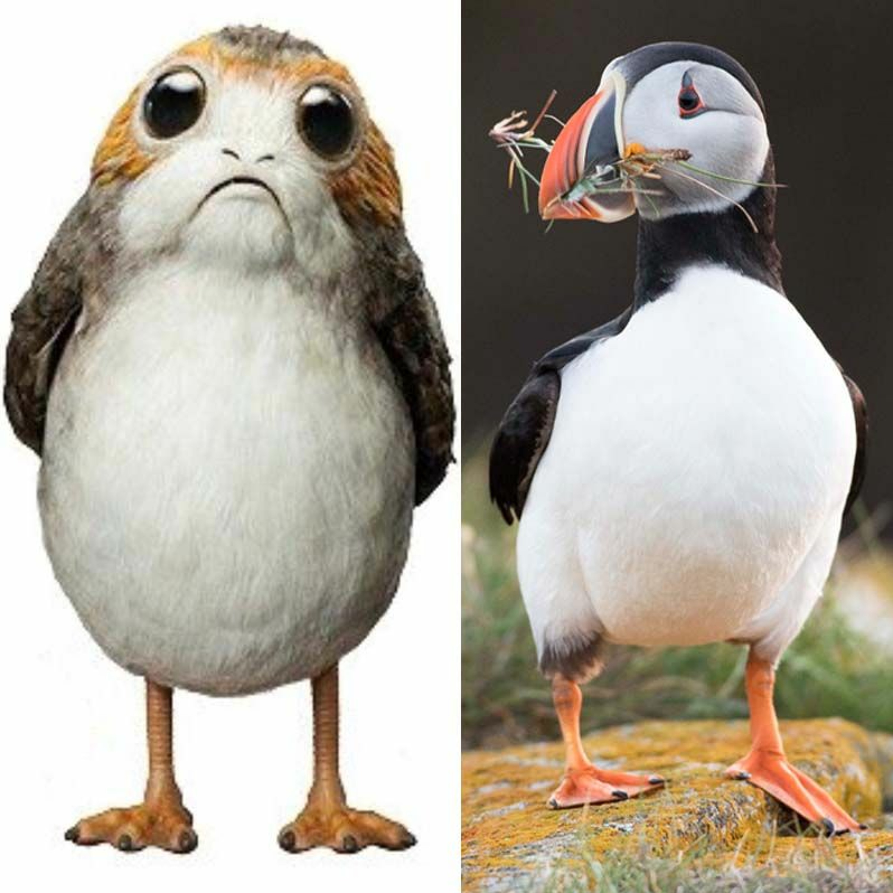 Star Wars Science - Porgs & Puffins With Ornithologist Mark Peck - What She Said Extended Interview