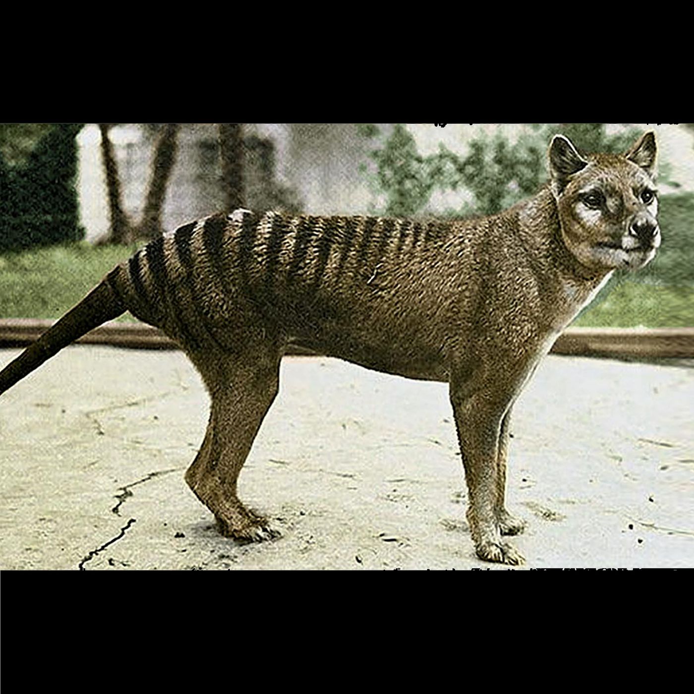 Tracking the Tasmanian Tiger aka The Thylacine, are they extinct? episode artwork