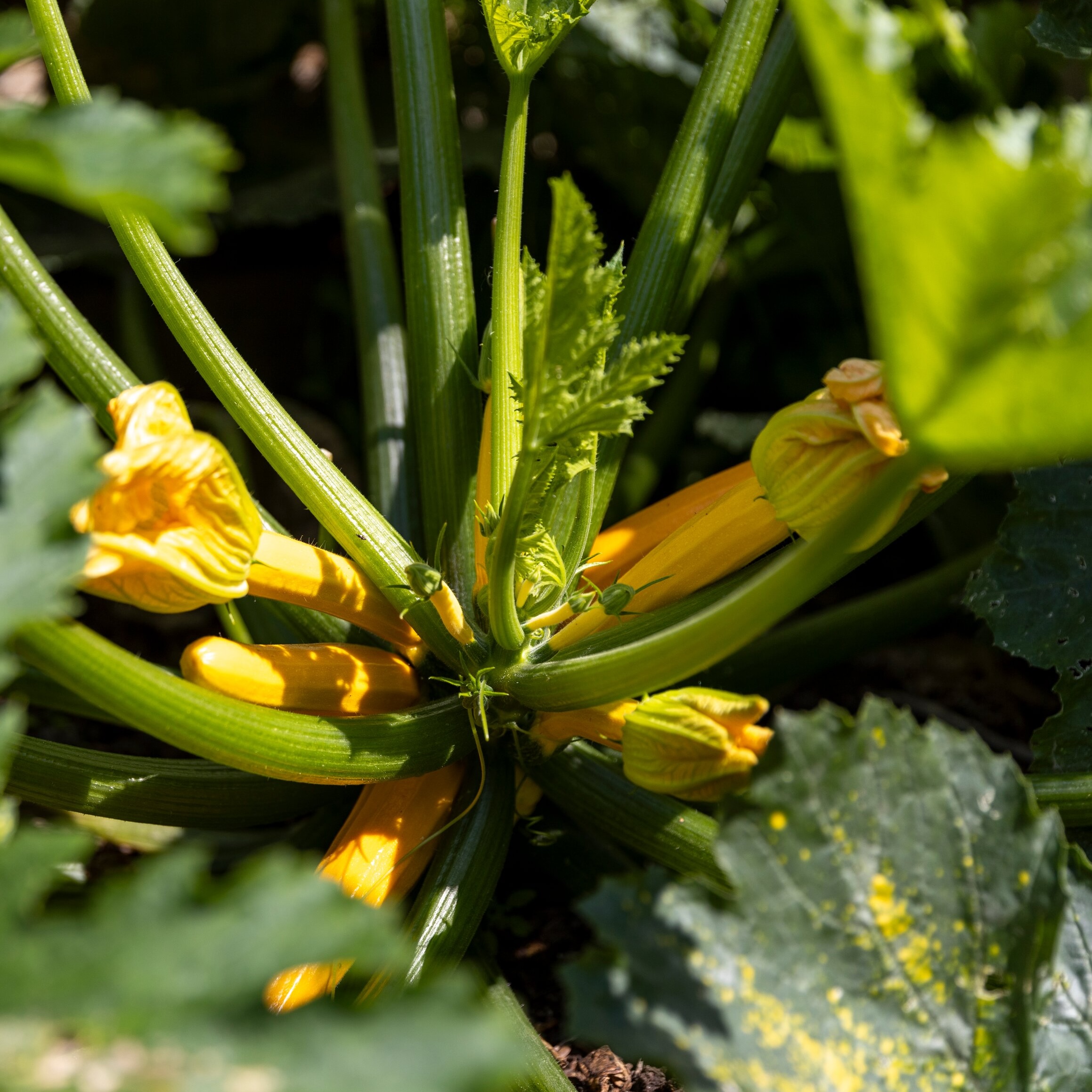 Allotments: Spaces that Grow Us